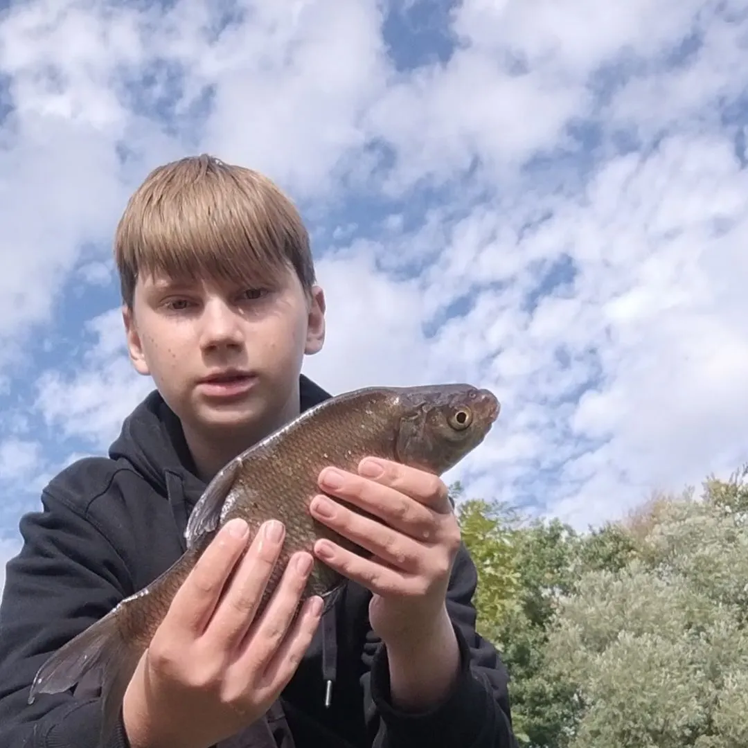 Common bream caught on Fishbrain