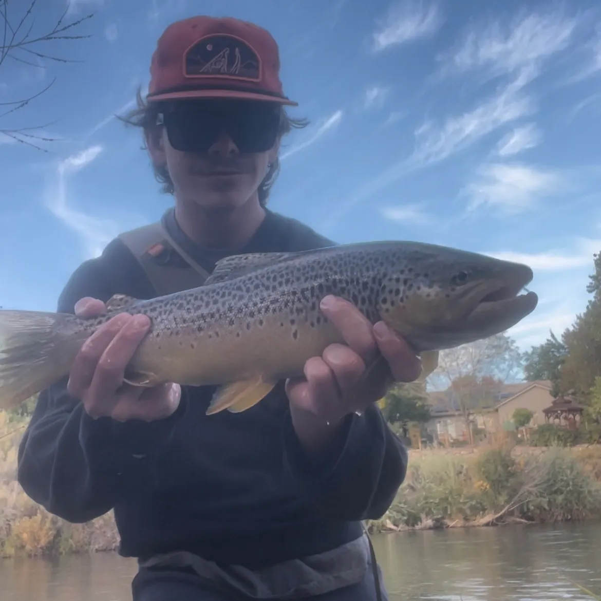 Brown trout caught on Fishbrain