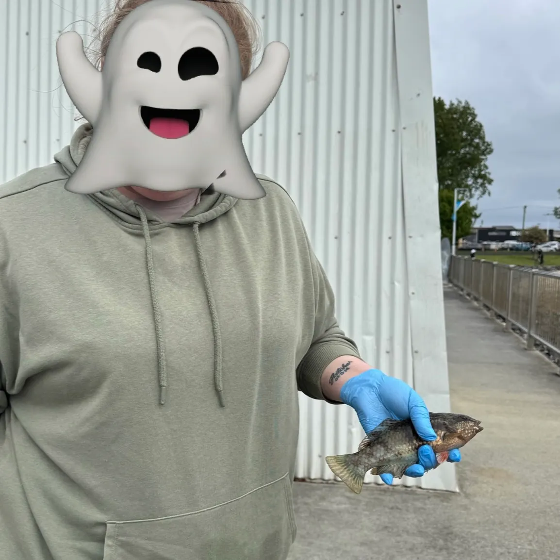 The most recent Blue-throated wrasse catches on Fishbrain