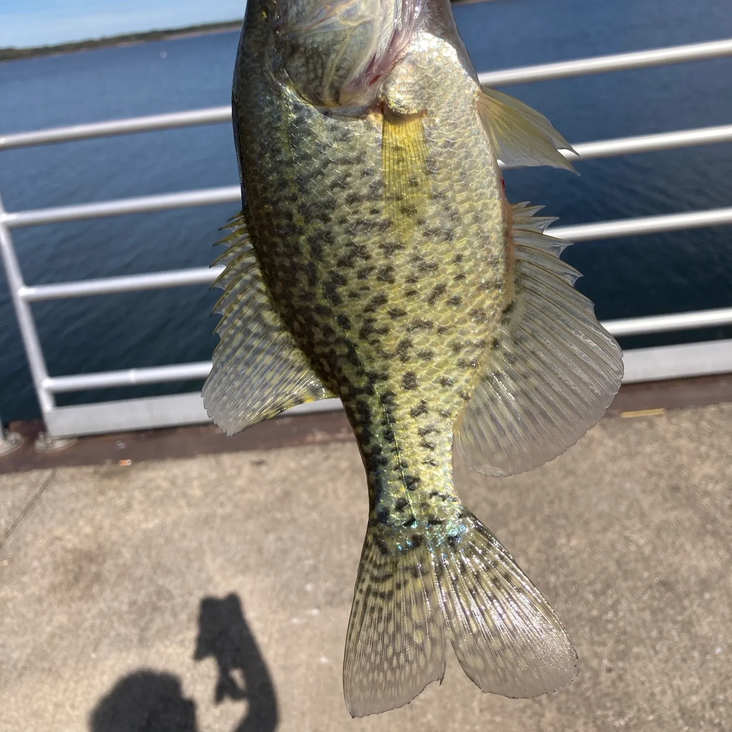 Black crappie caught on Fishbrain
