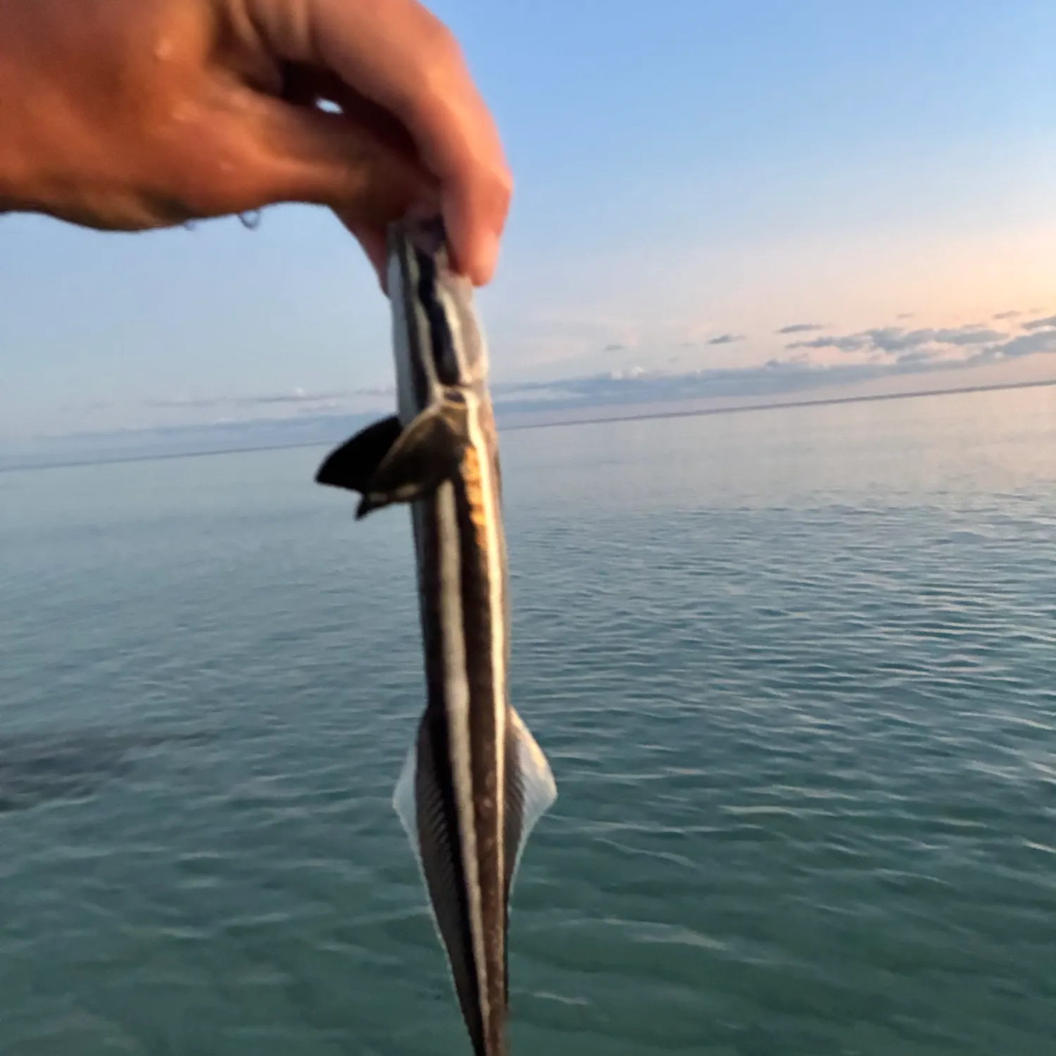 Common remora caught on Fishbrain
