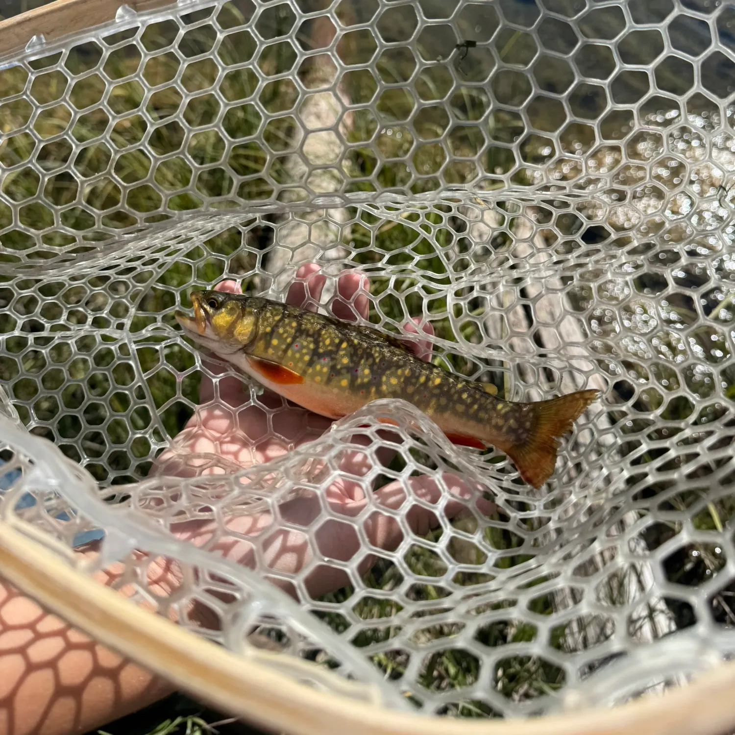 Brook trout caught on Fishbrain