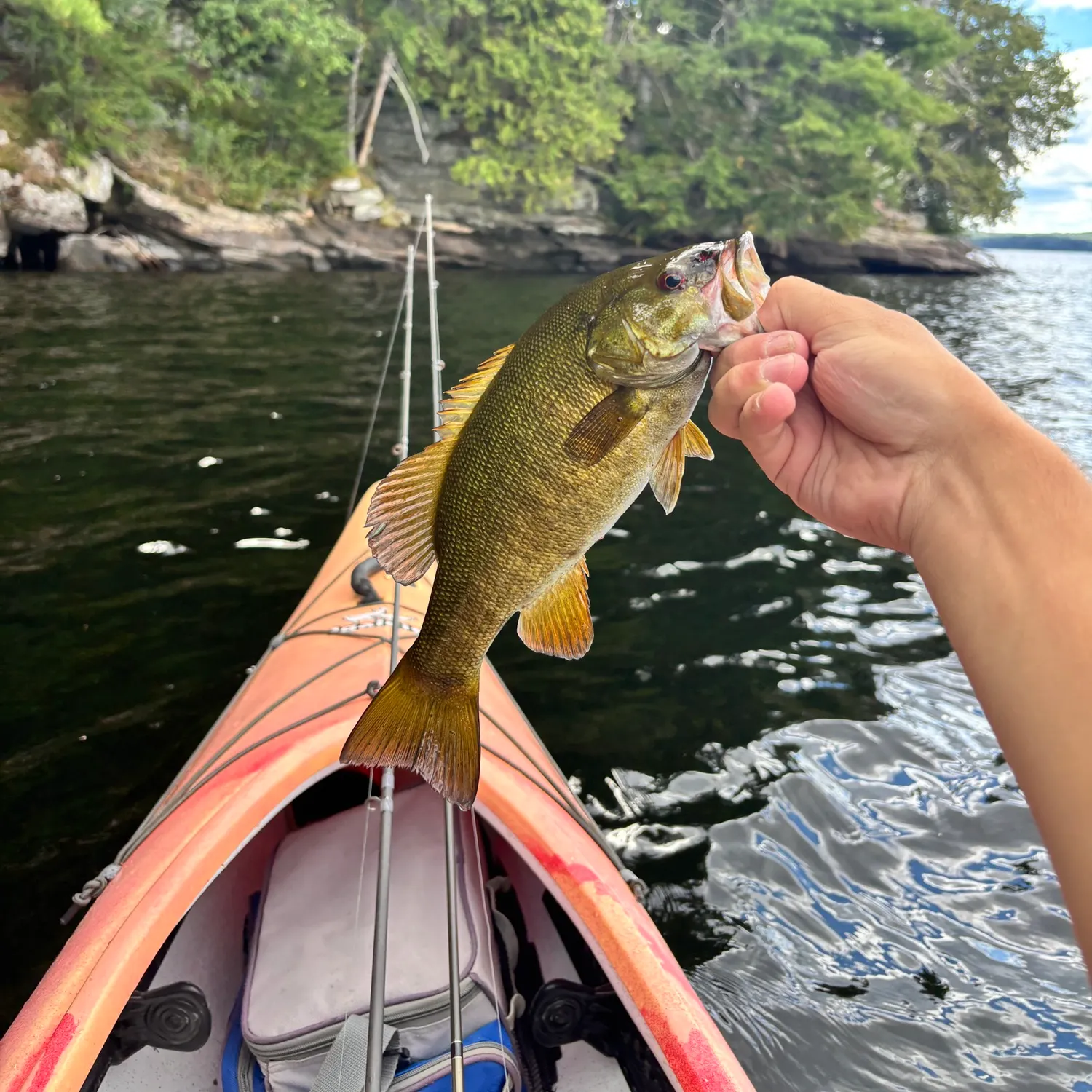 Smallmouth bass caught on Fishbrain