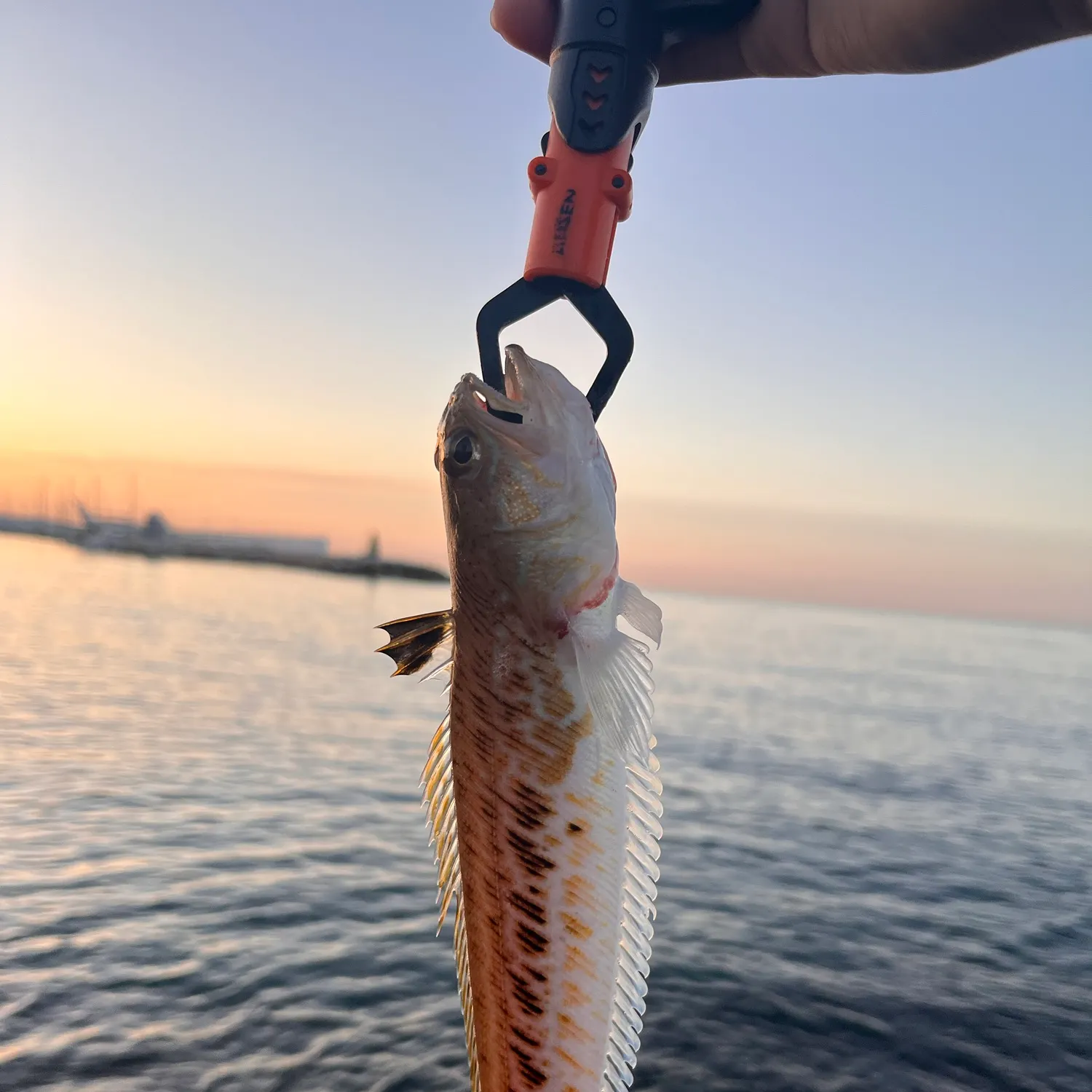 The most recent Red lizard fish catches on Fishbrain