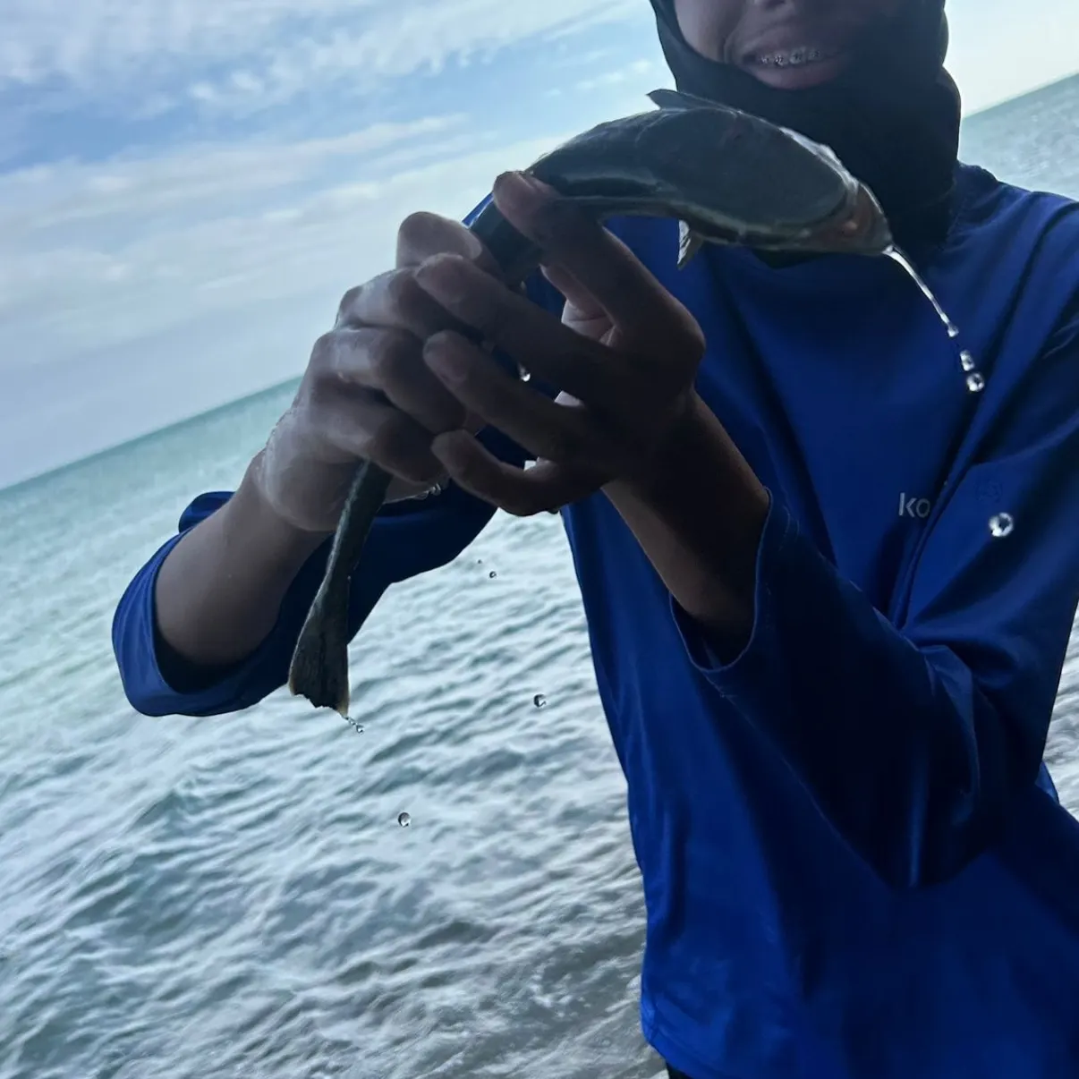 The most recent Common remora catches on Fishbrain