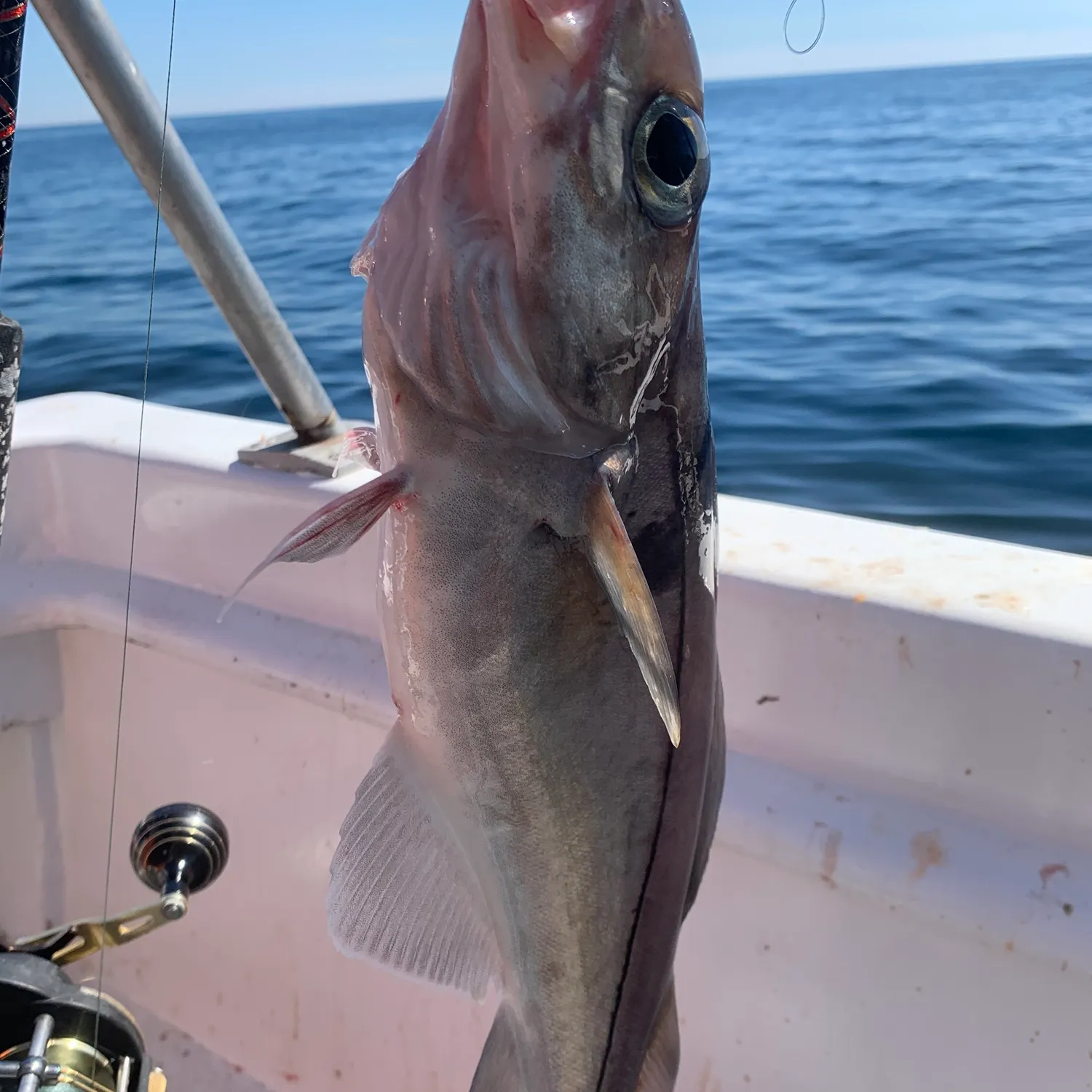 Haddock caught on Fishbrain