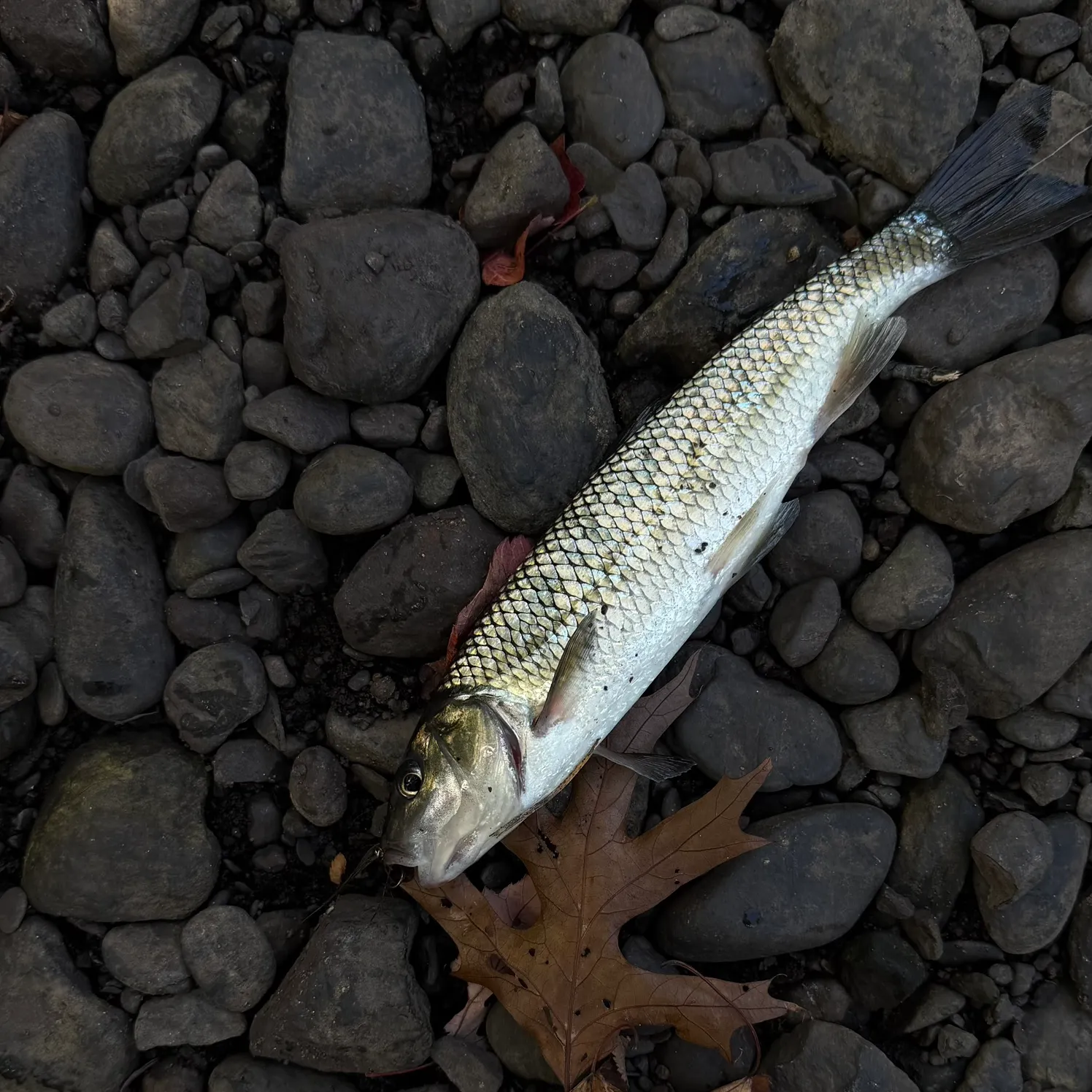Fallfish caught on Fishbrain