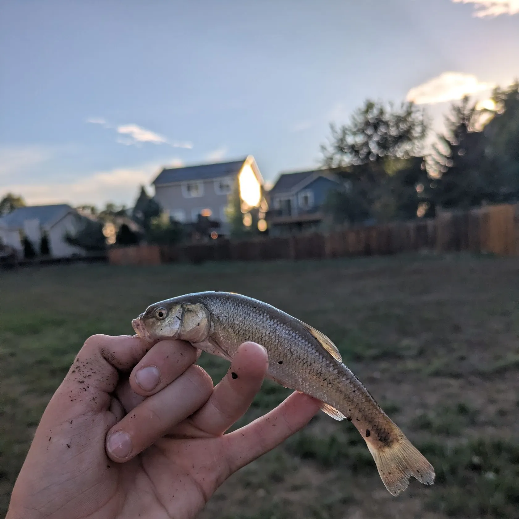 Creek chub caught on Fishbrain