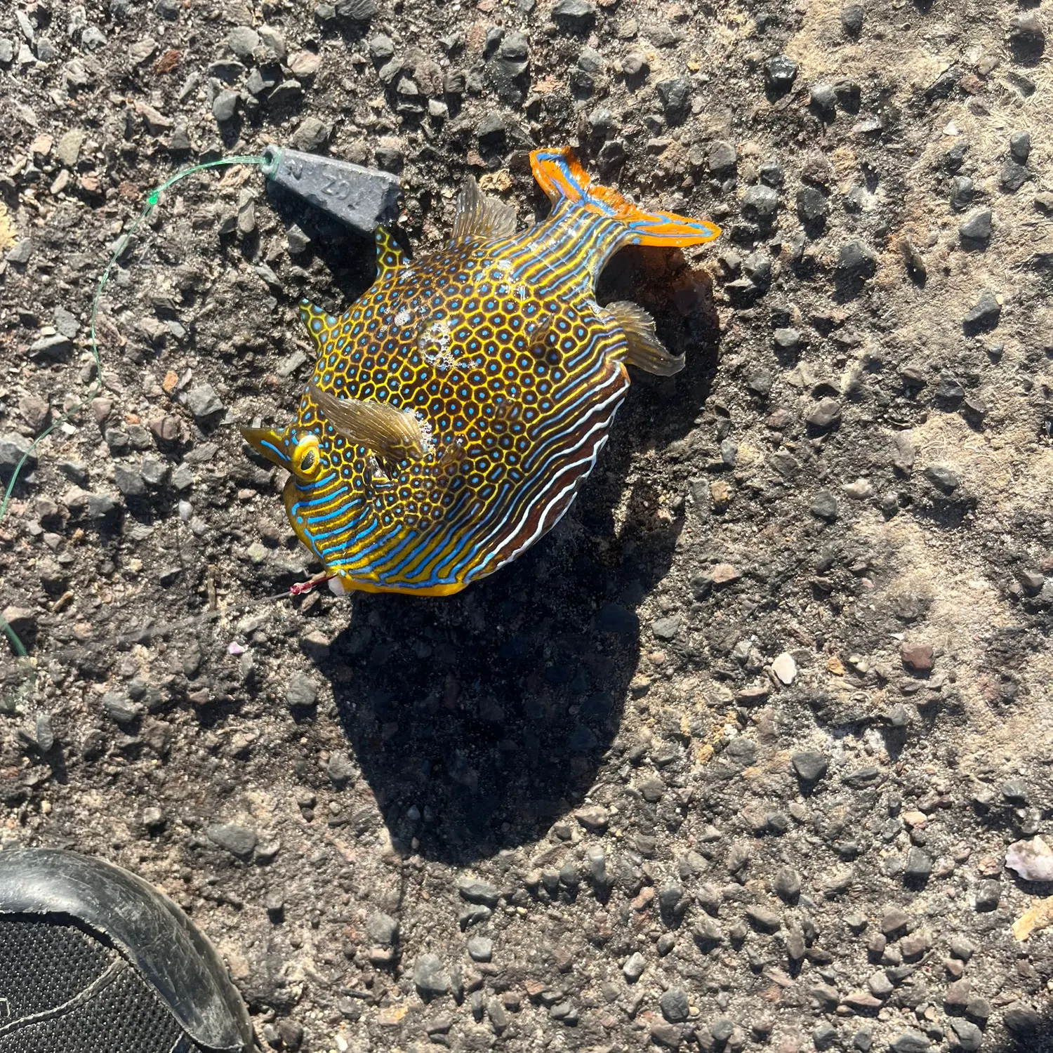 The most popular recent Ornate cowfish catch on Fishbrain