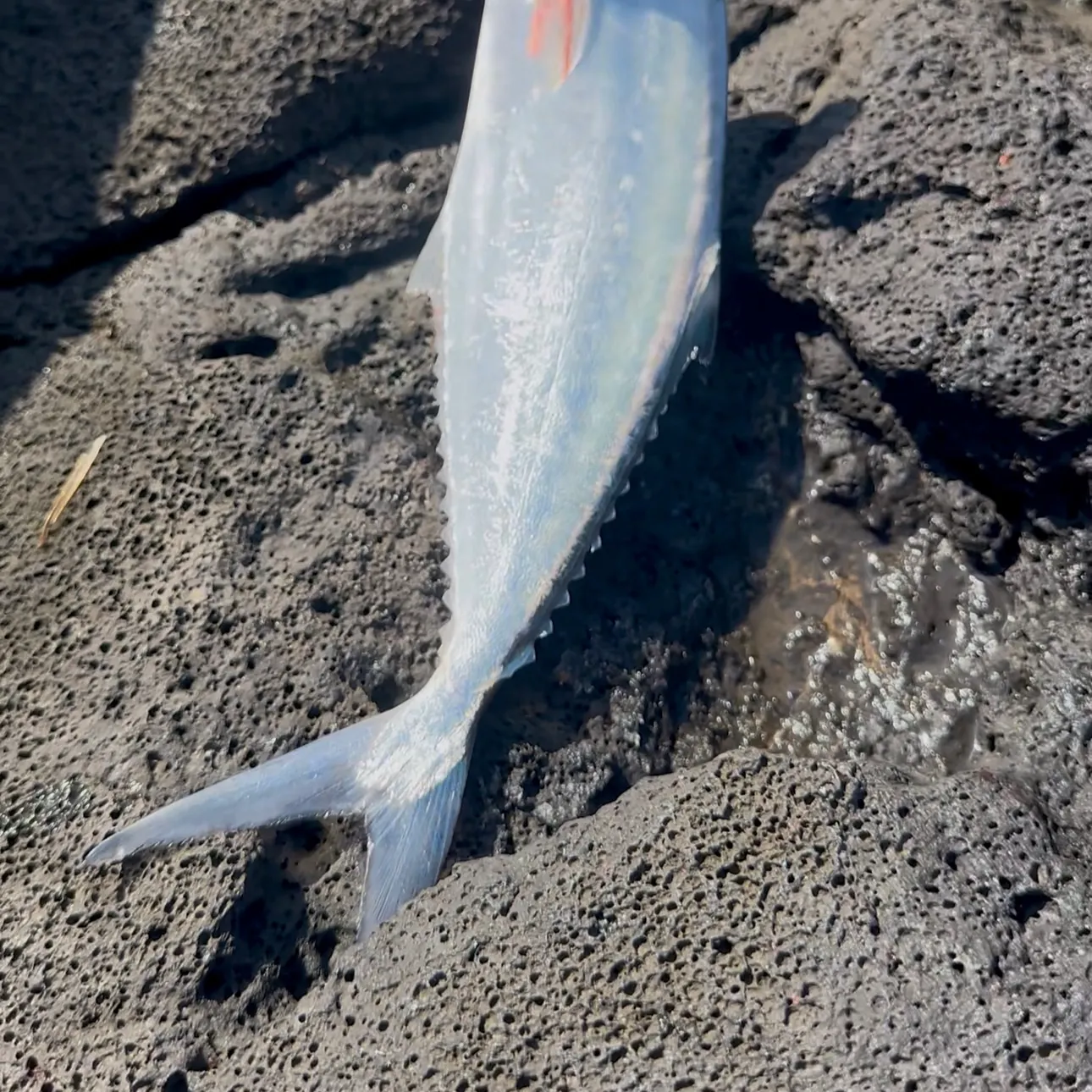Mackerel scad caught on Fishbrain