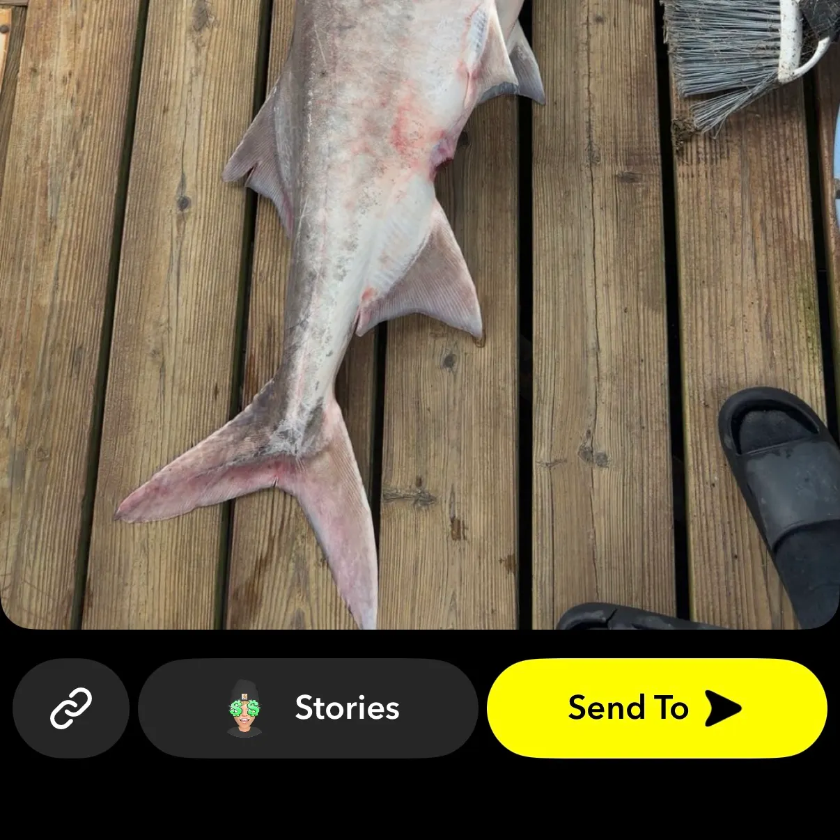 The most recent Paddlefish catches on Fishbrain