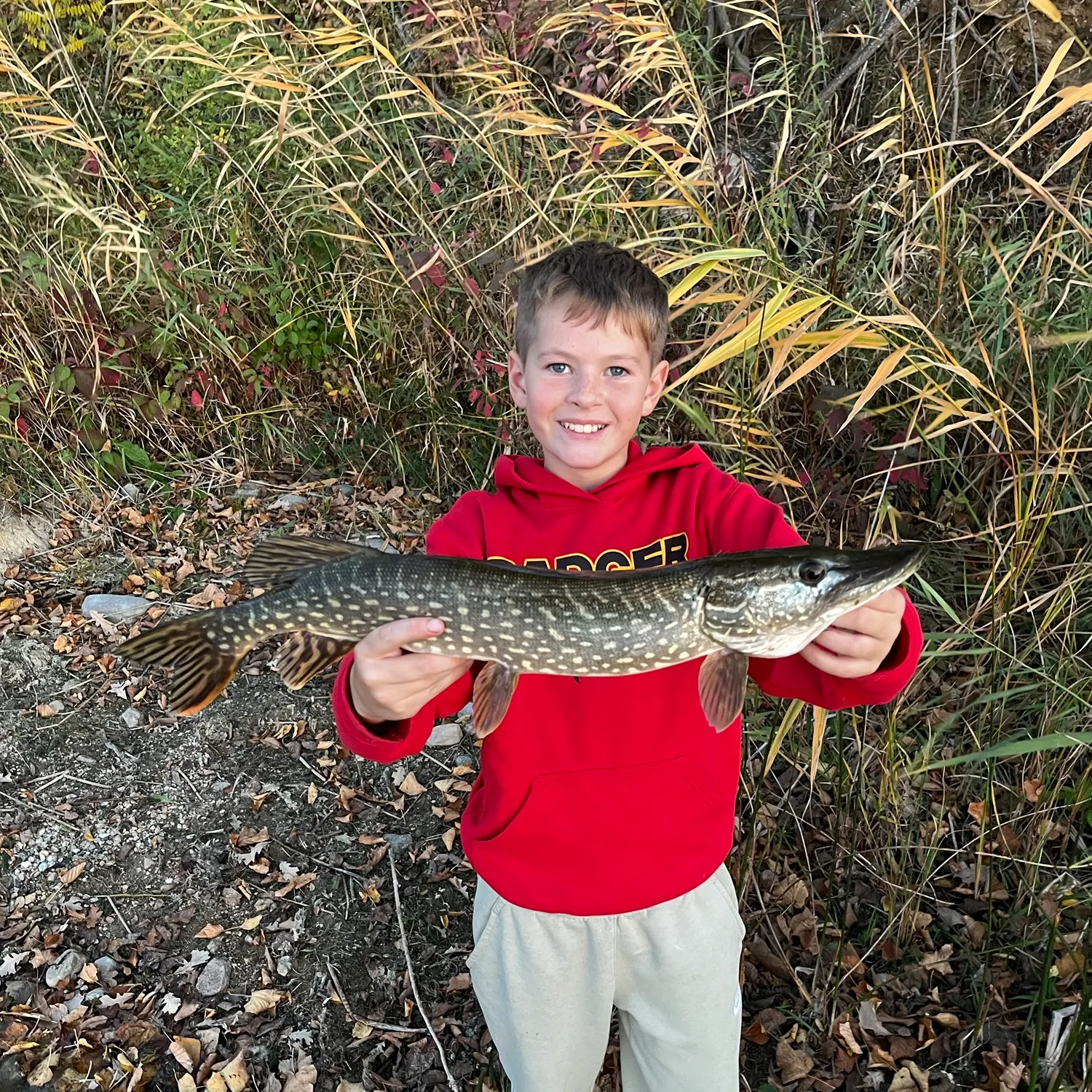 Northern pike caught on Fishbrain