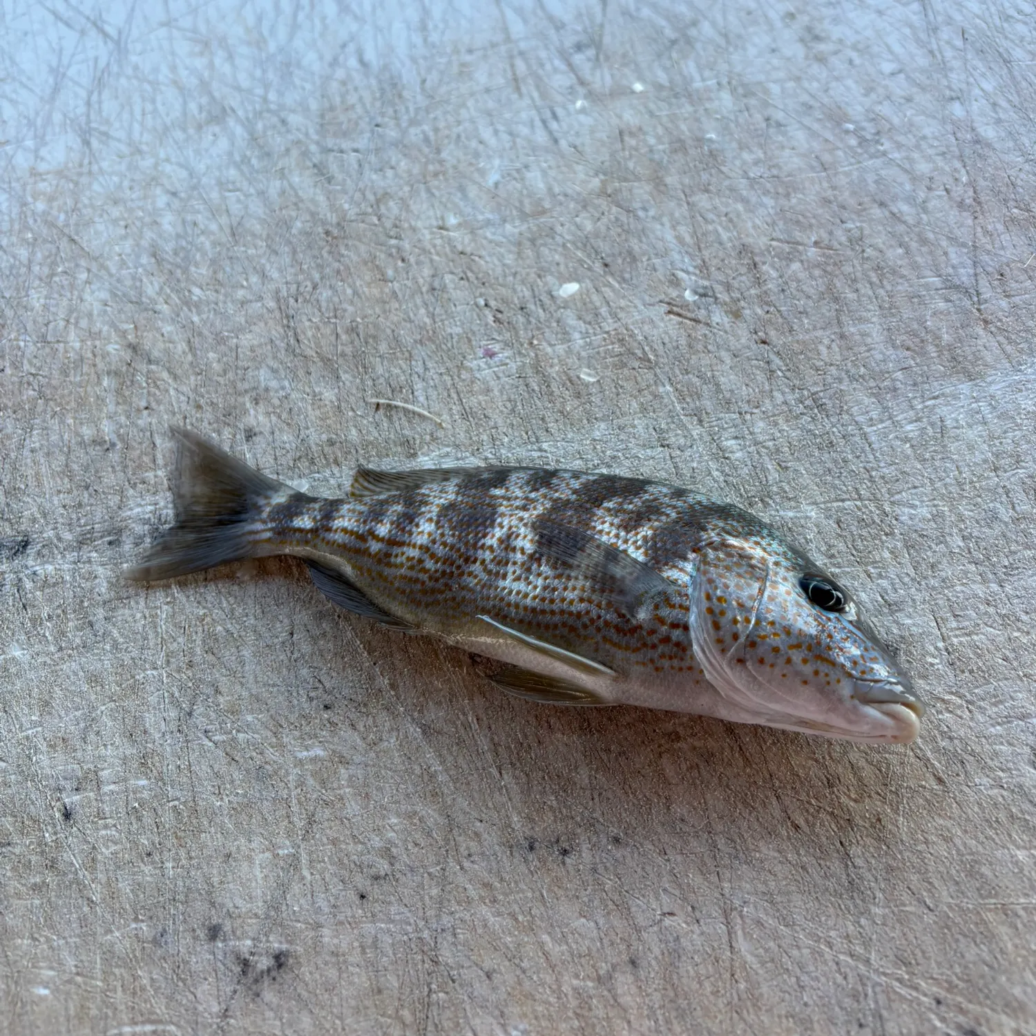 Pigfish caught on Fishbrain
