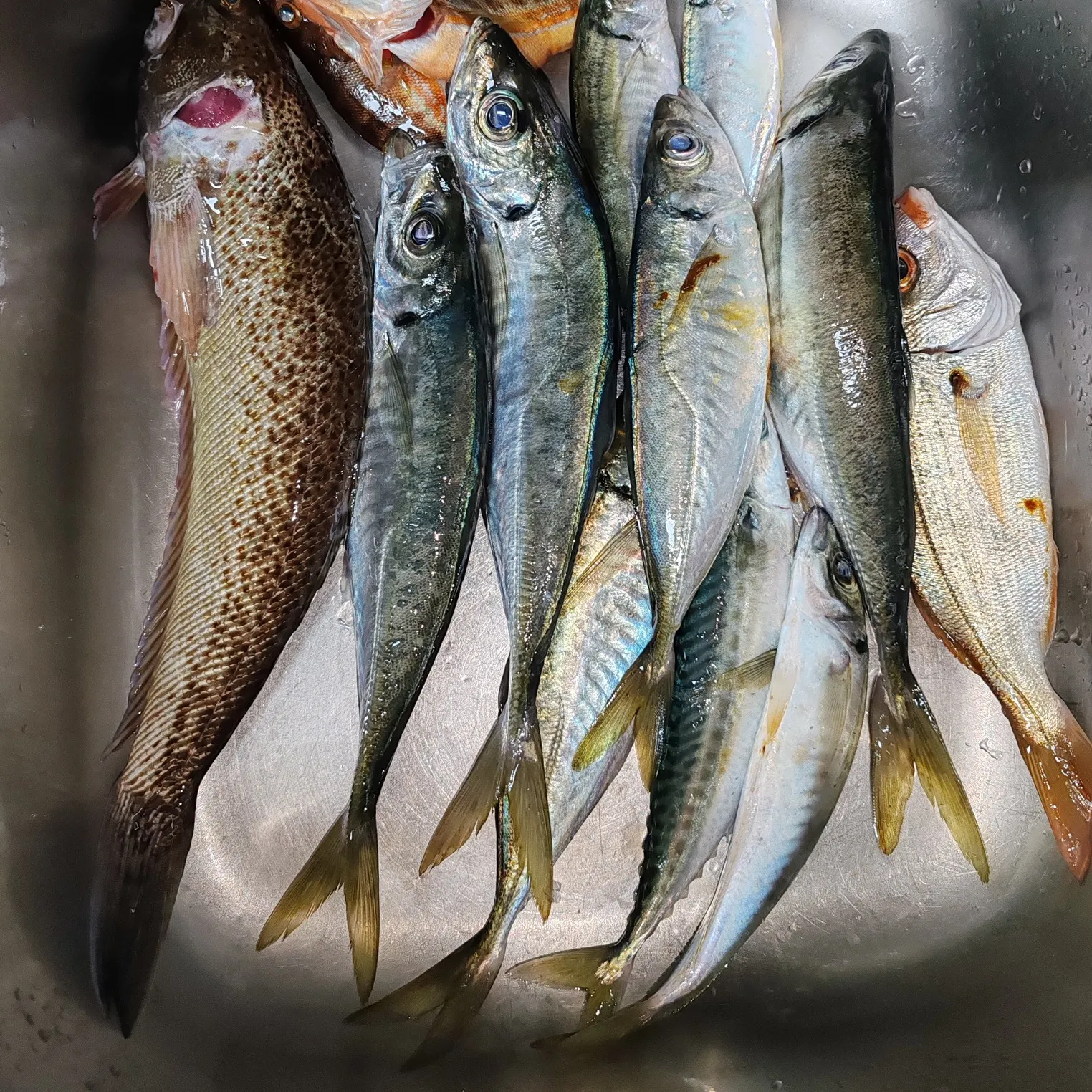 The most recent Greater weever catches on Fishbrain