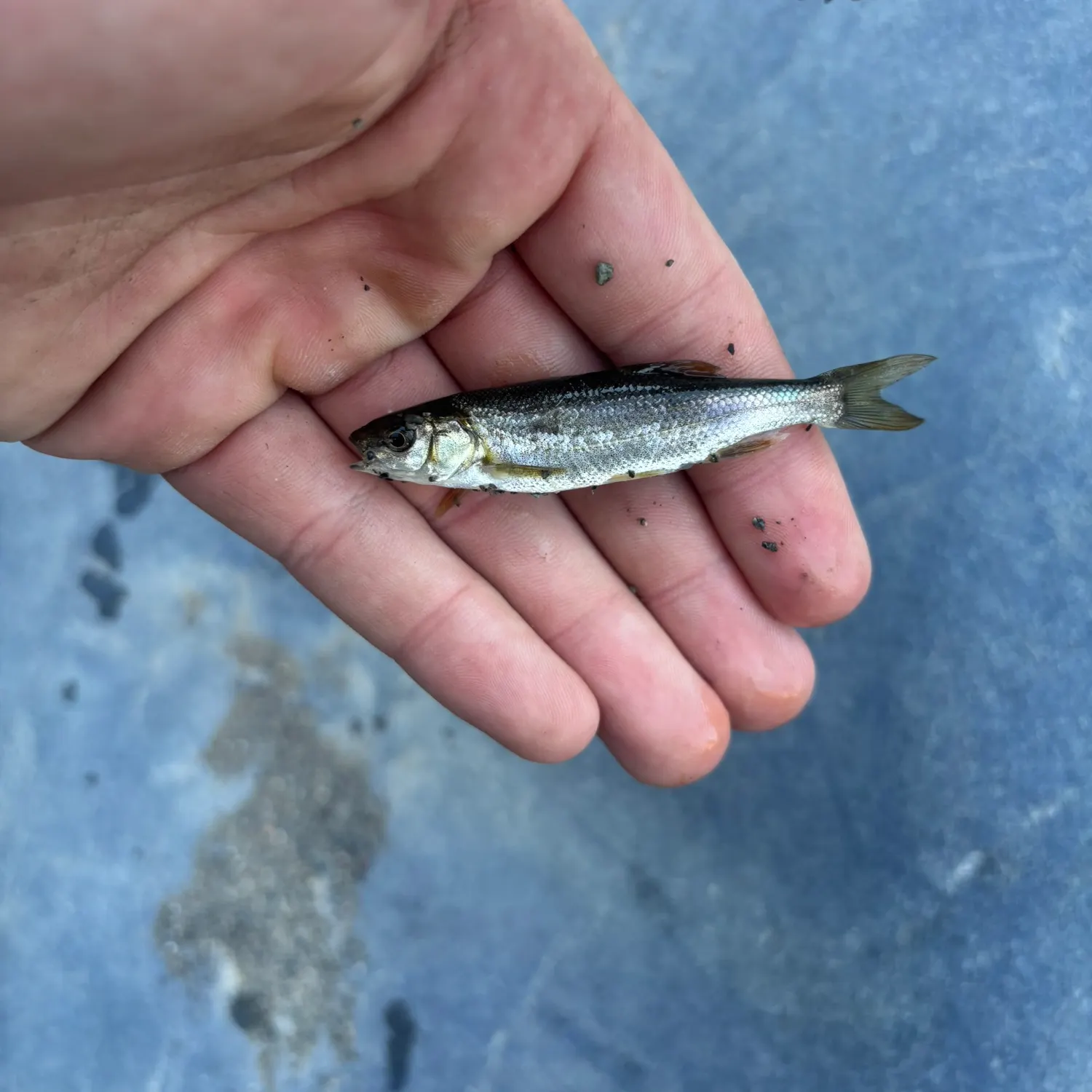 The most recent Coastal roach catches on Fishbrain