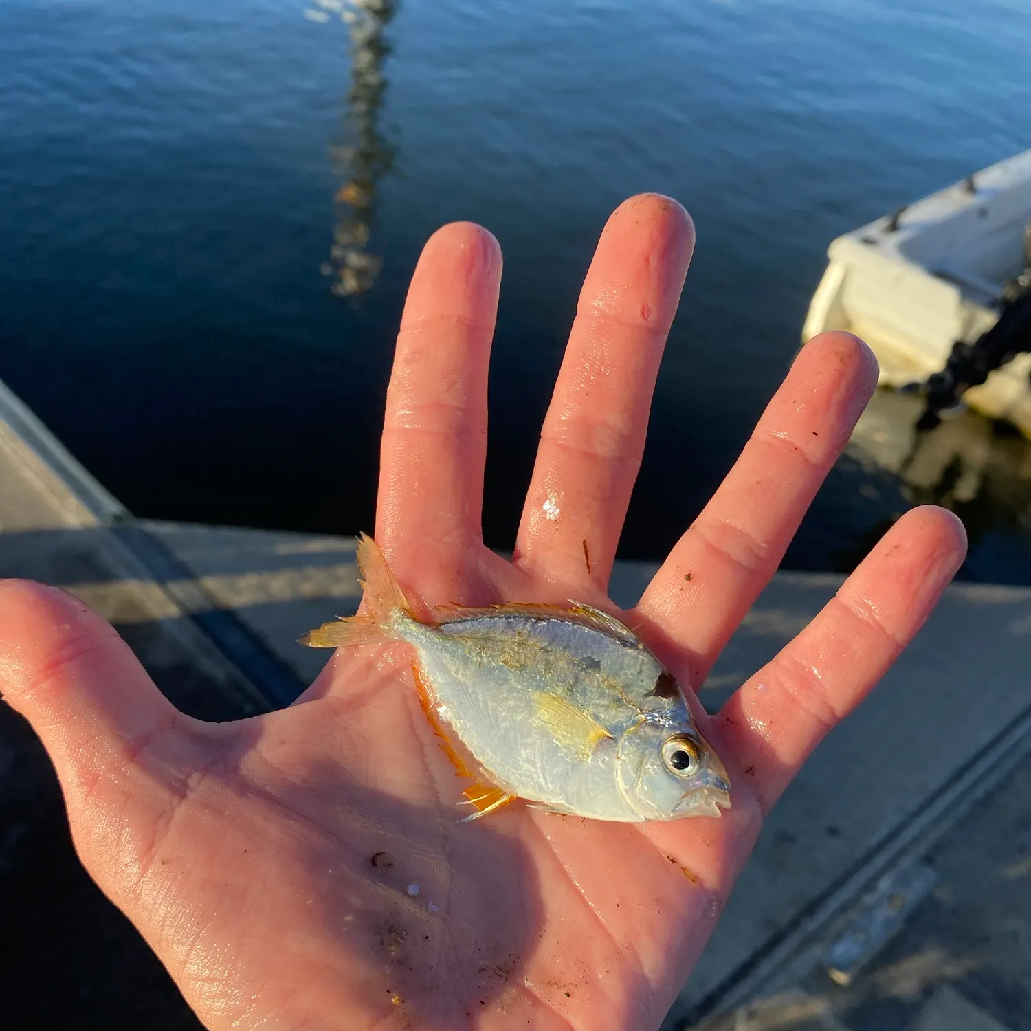 The most recent Spotnape ponyfish catches on Fishbrain