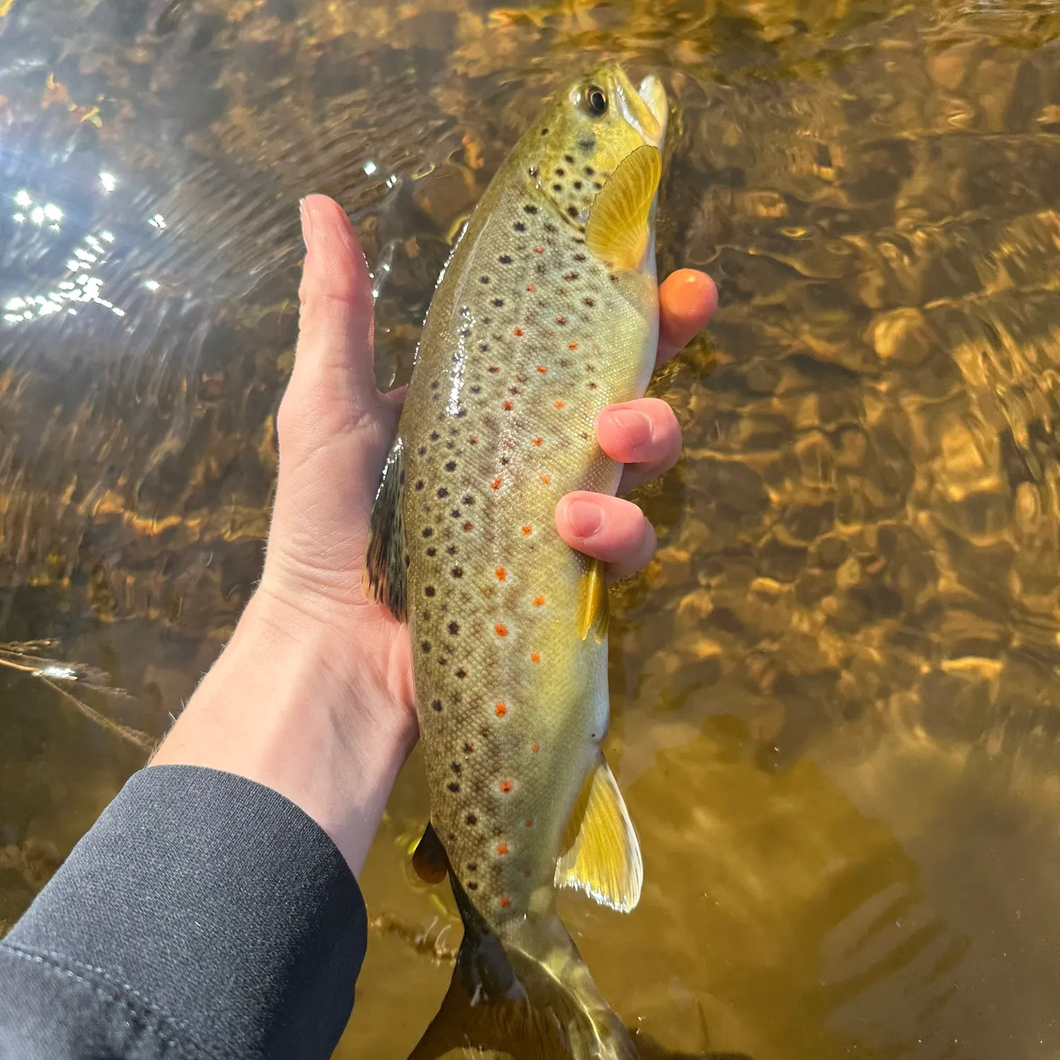 Brown trout caught on Fishbrain