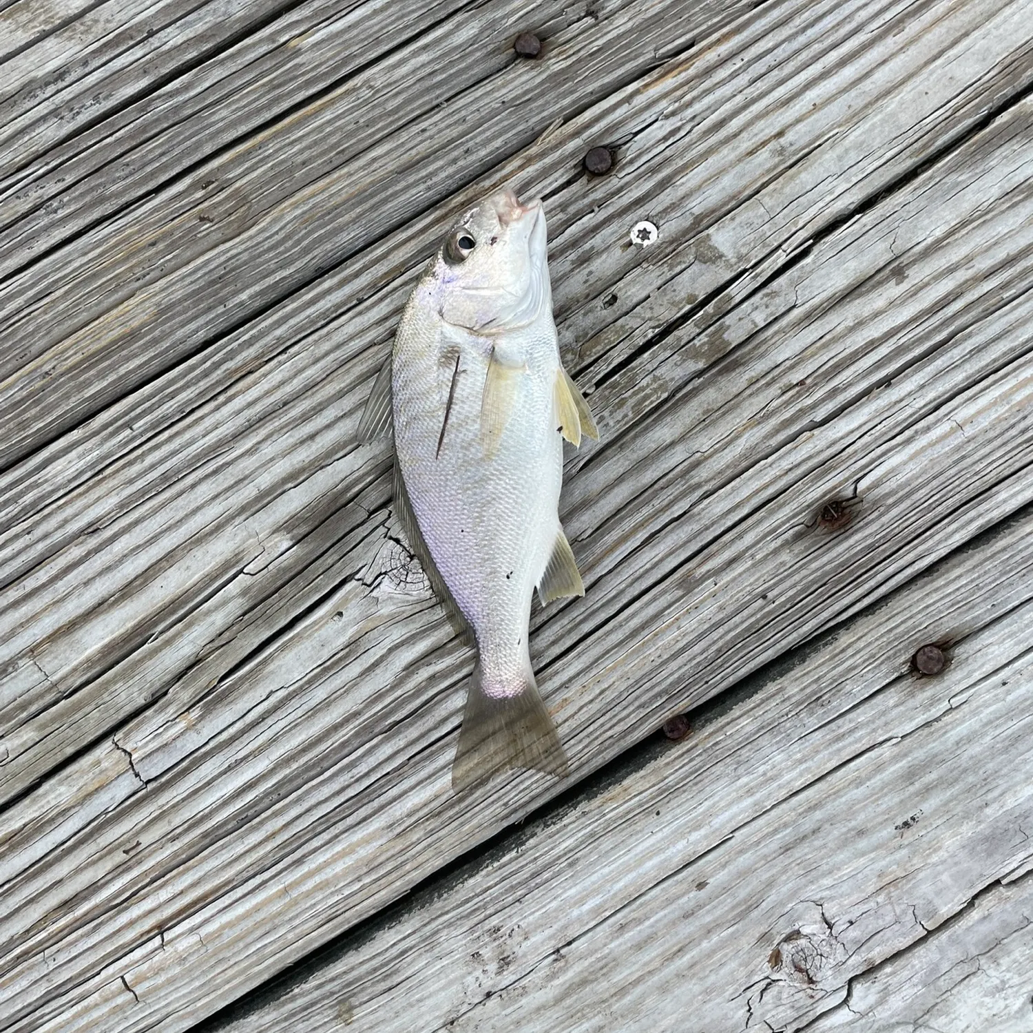 The most recent Spot croaker catches on Fishbrain