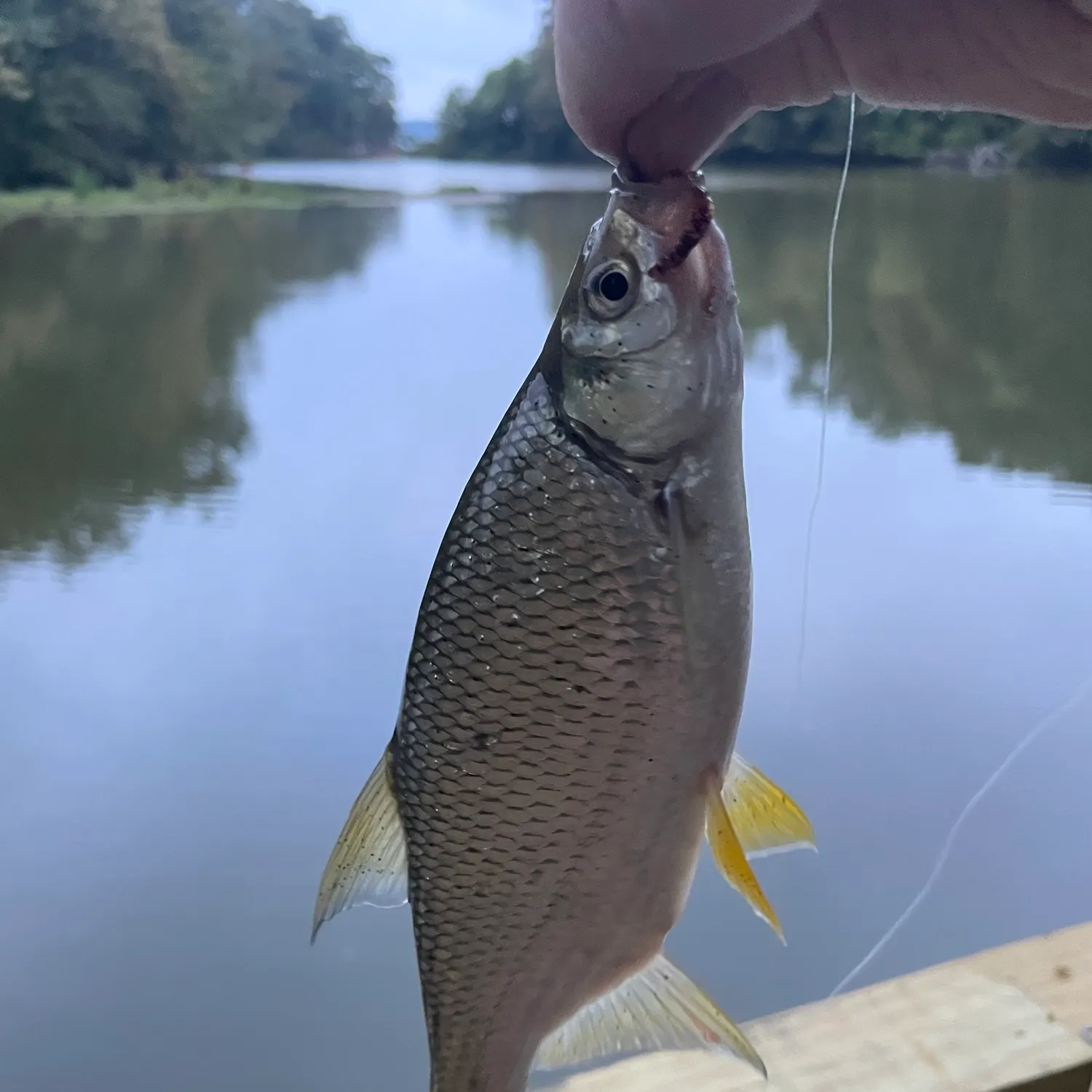 Golden shiner caught on Fishbrain