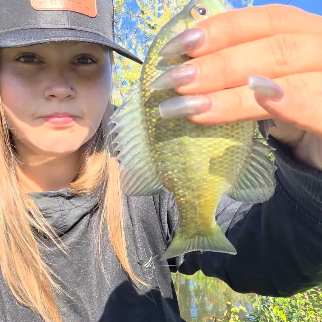 Bluegill caught on Fishbrain