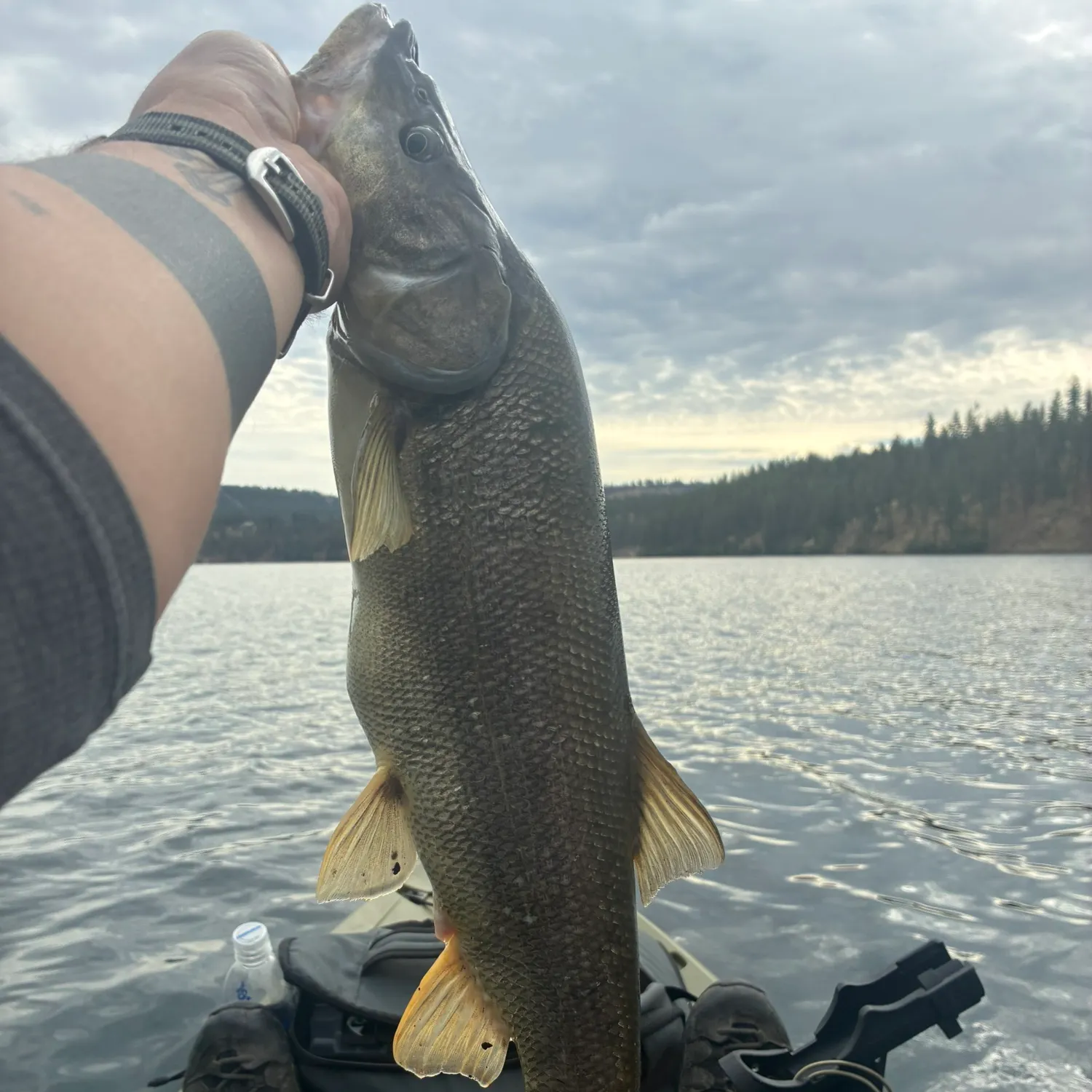 Northern pikeminnow caught on Fishbrain