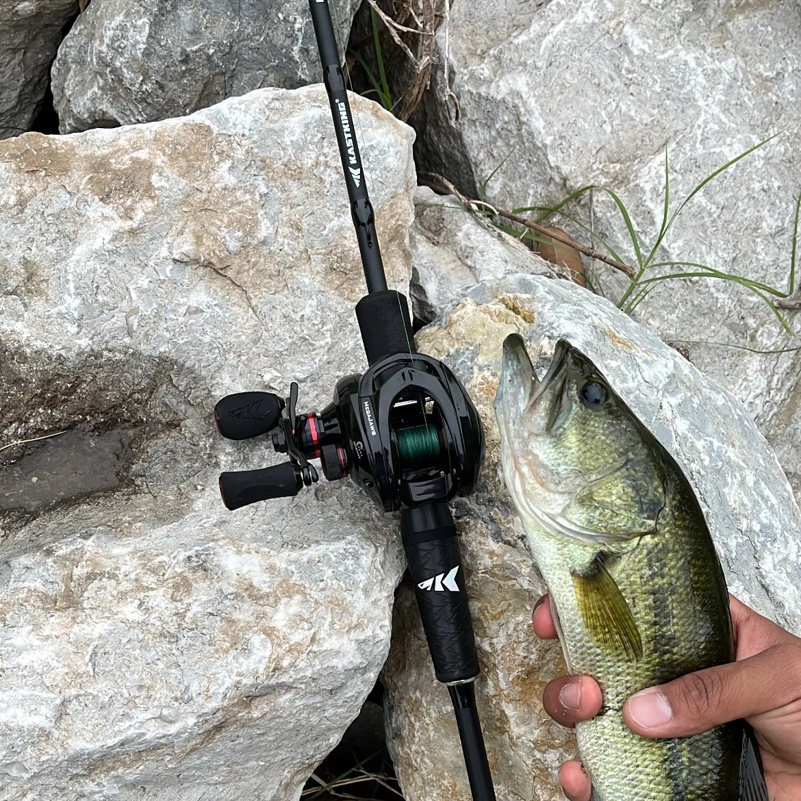 Largemouth bass caught on Fishbrain