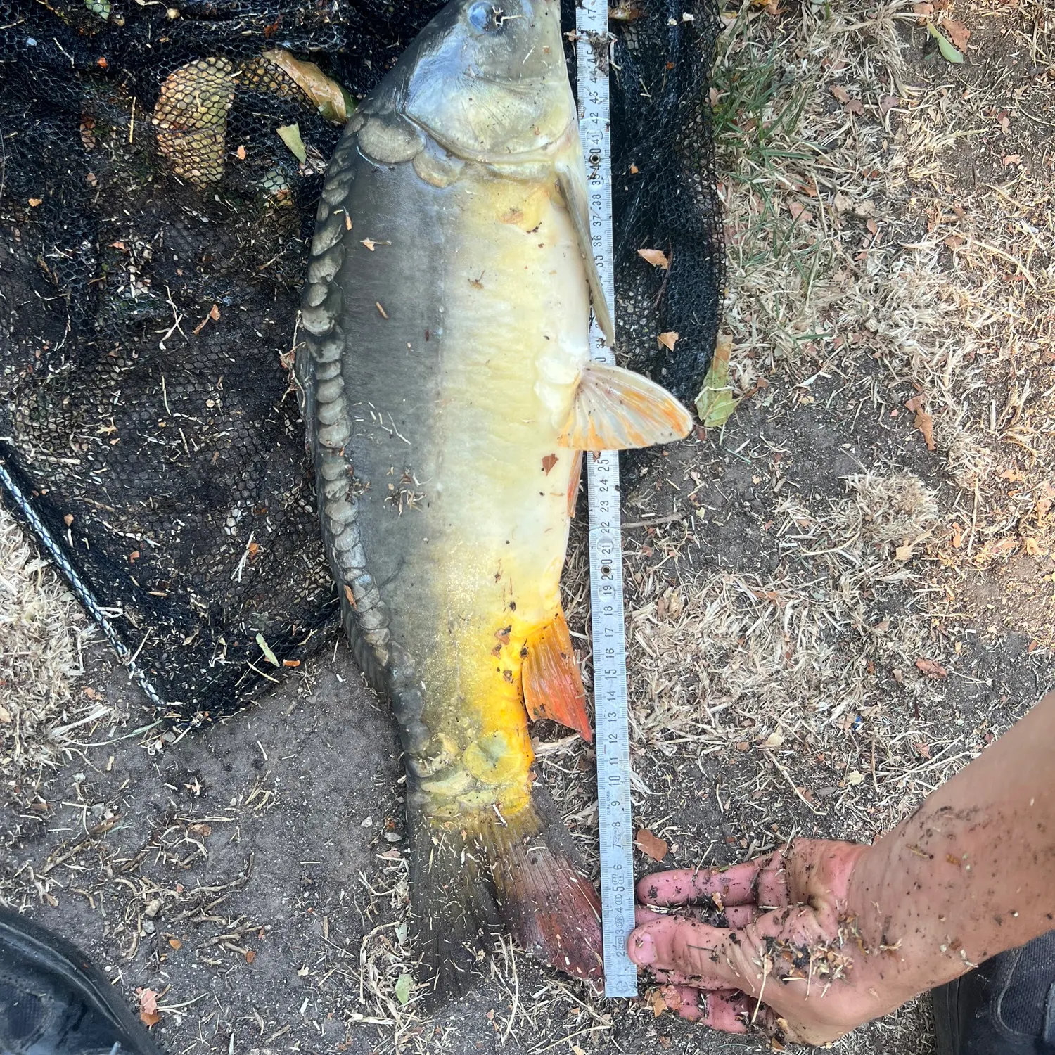Fish caught on Fishbrain