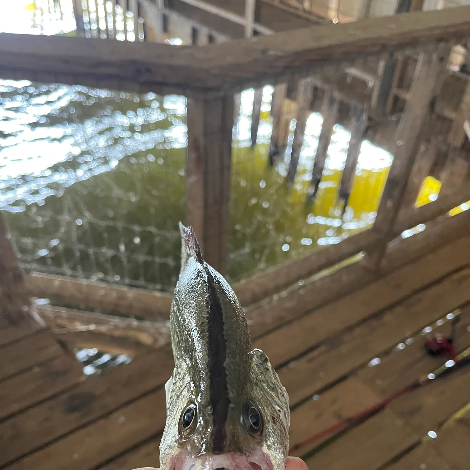 The most recent Magnolia crappie catches on Fishbrain