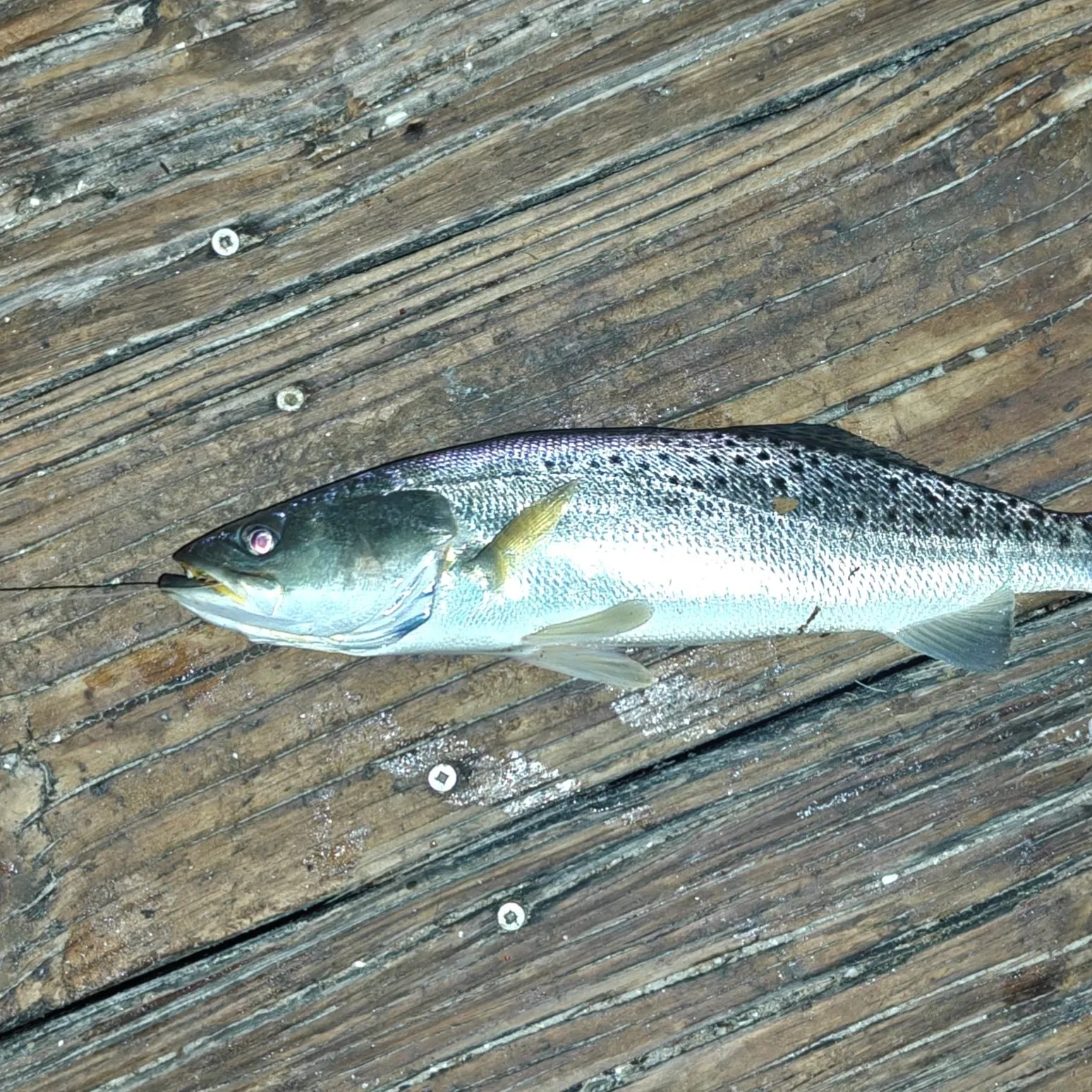 Spotted seatrout caught on Fishbrain
