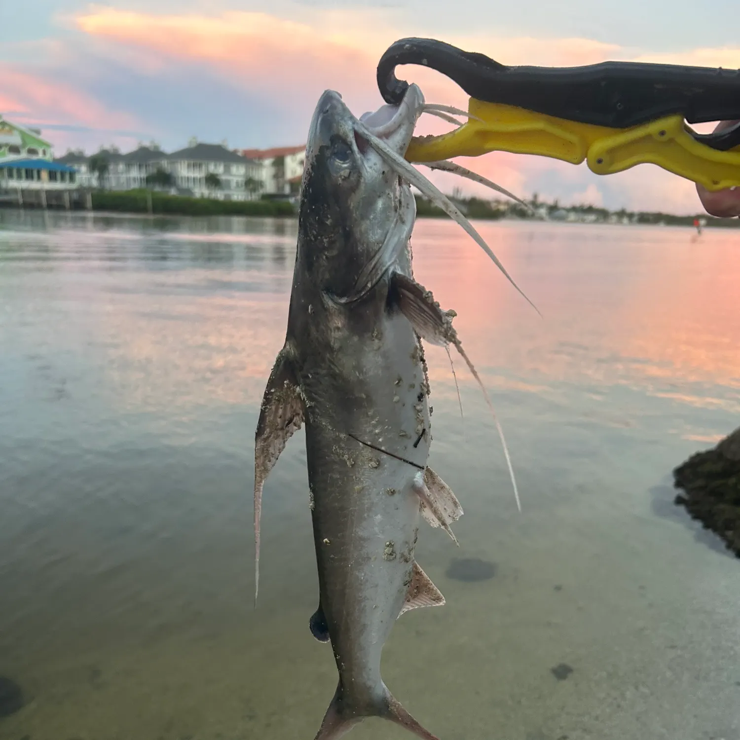 The most recent Gafftopsail sea catfish catches on Fishbrain