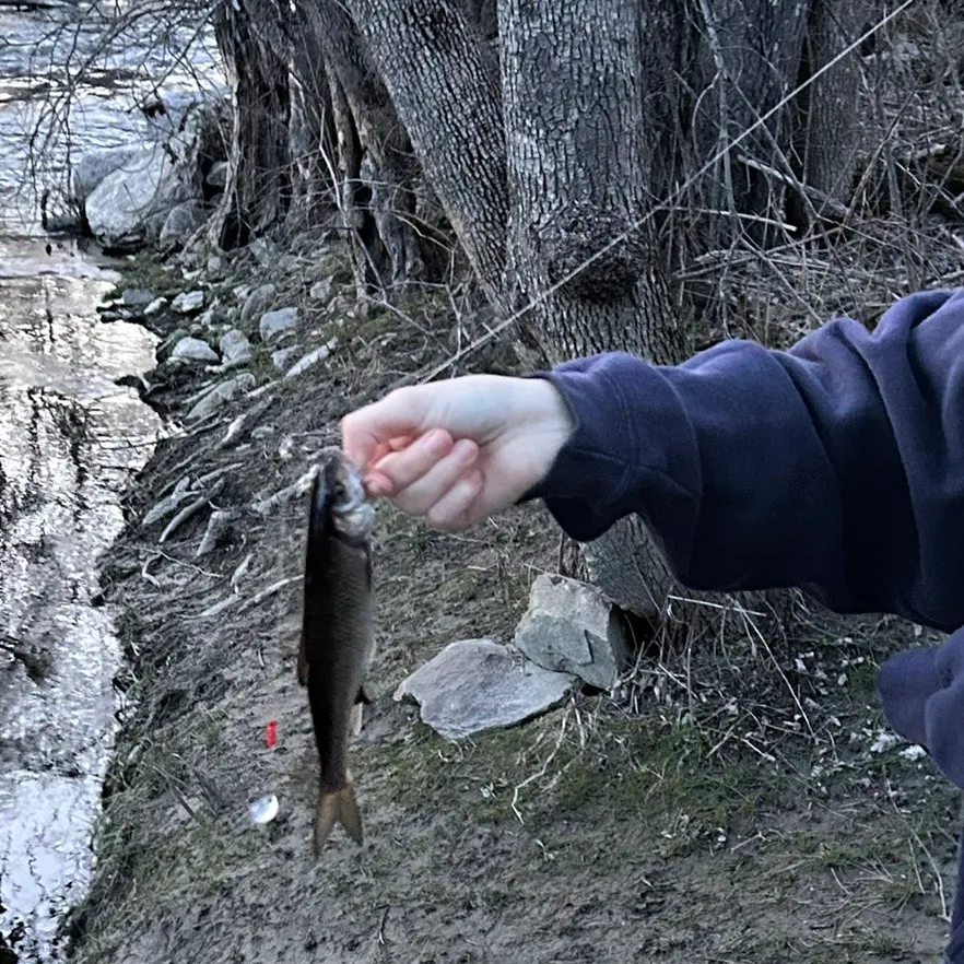 The most recent Atlantic rainbow smelt catches on Fishbrain