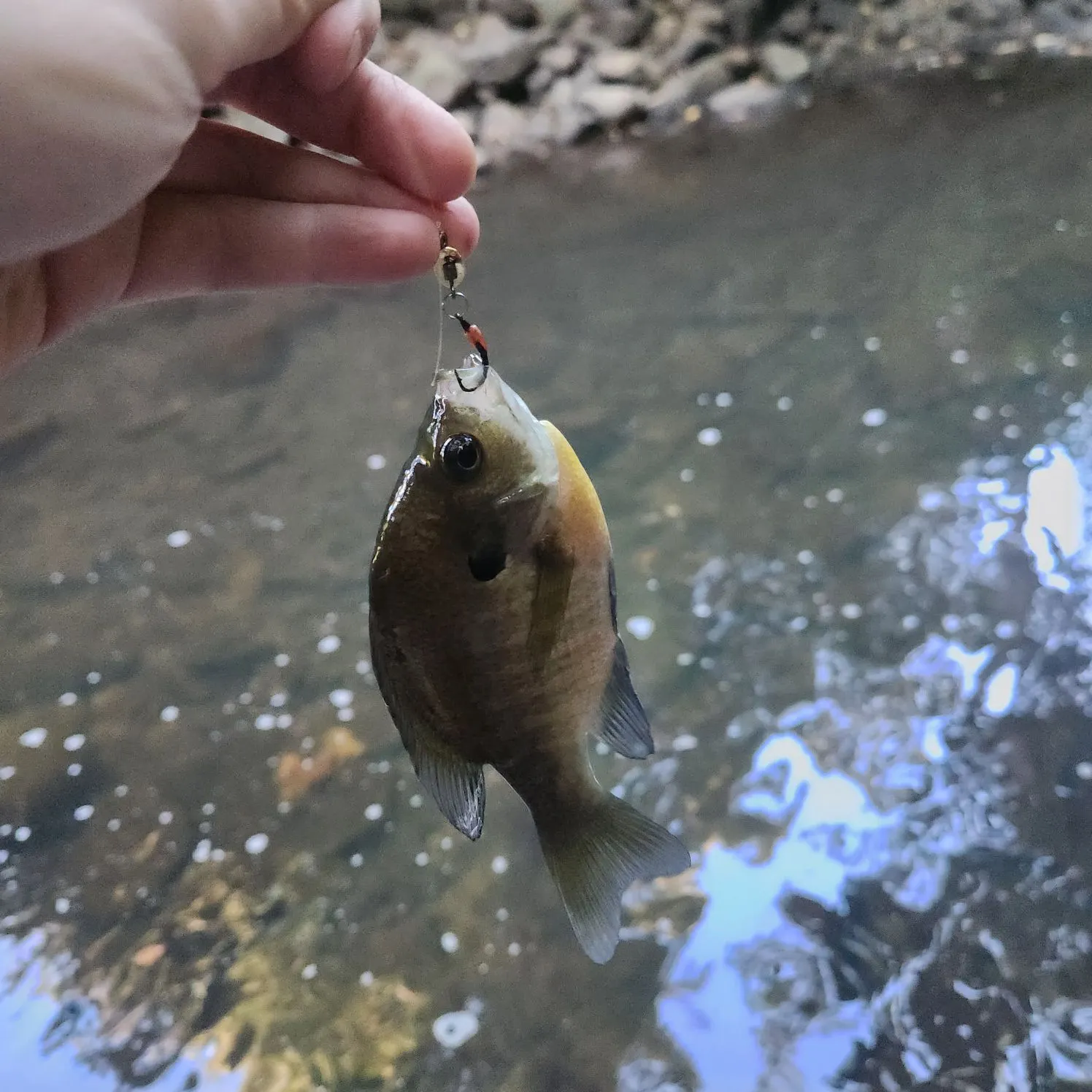 Bluegill caught on Fishbrain