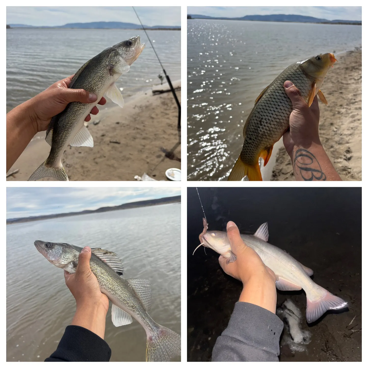 recently logged catches