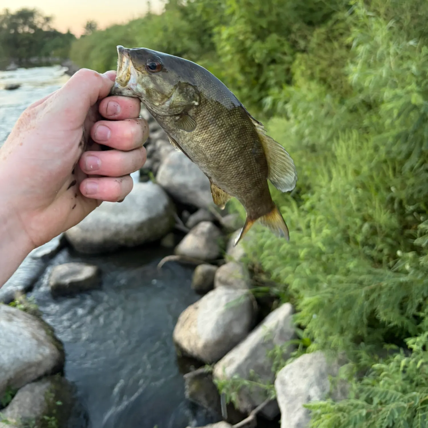 catch