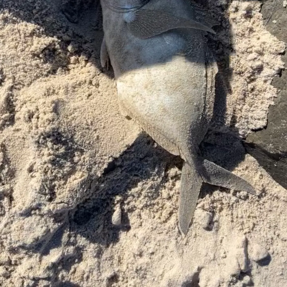 Fish caught on Fishbrain