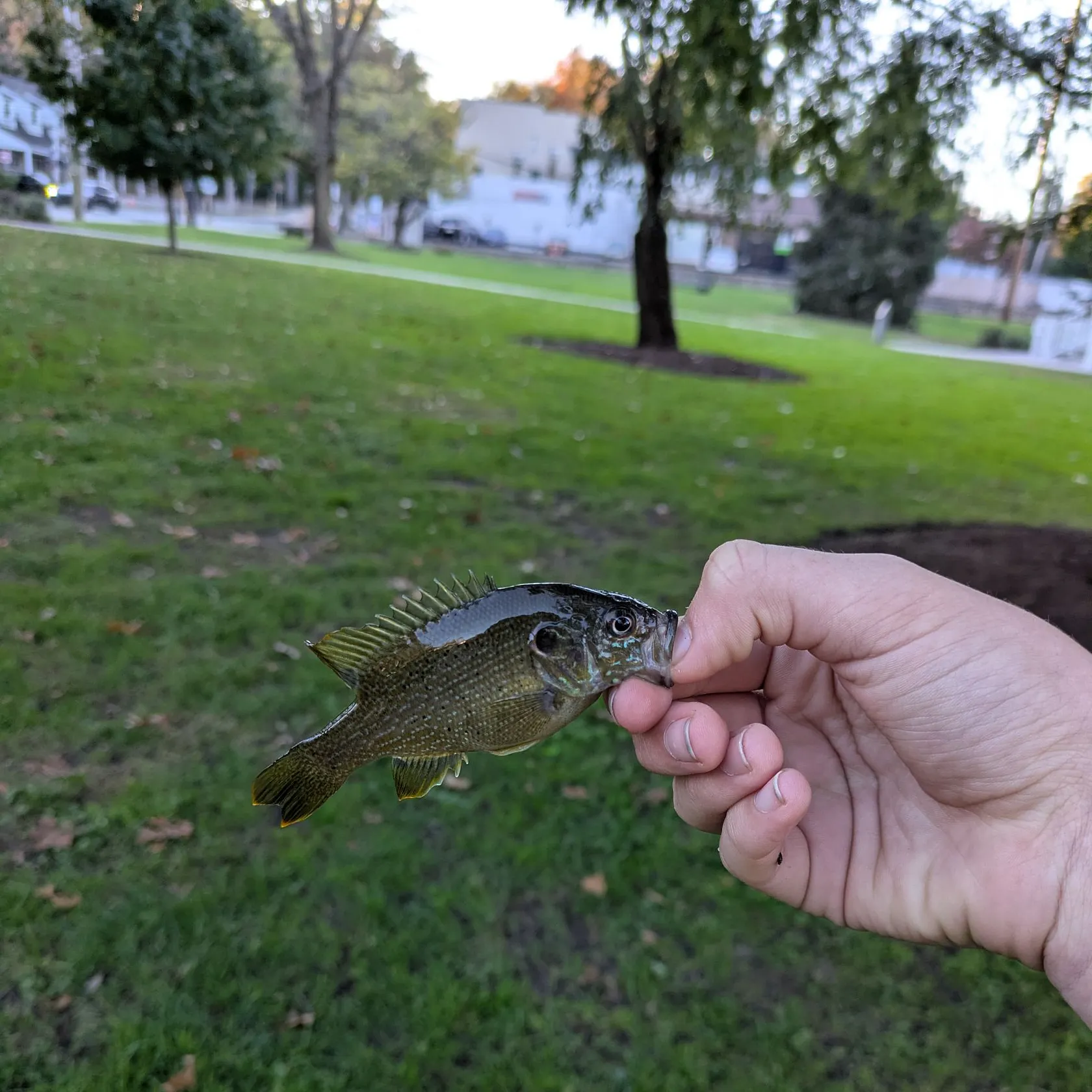 Green sunfish caught on Fishbrain
