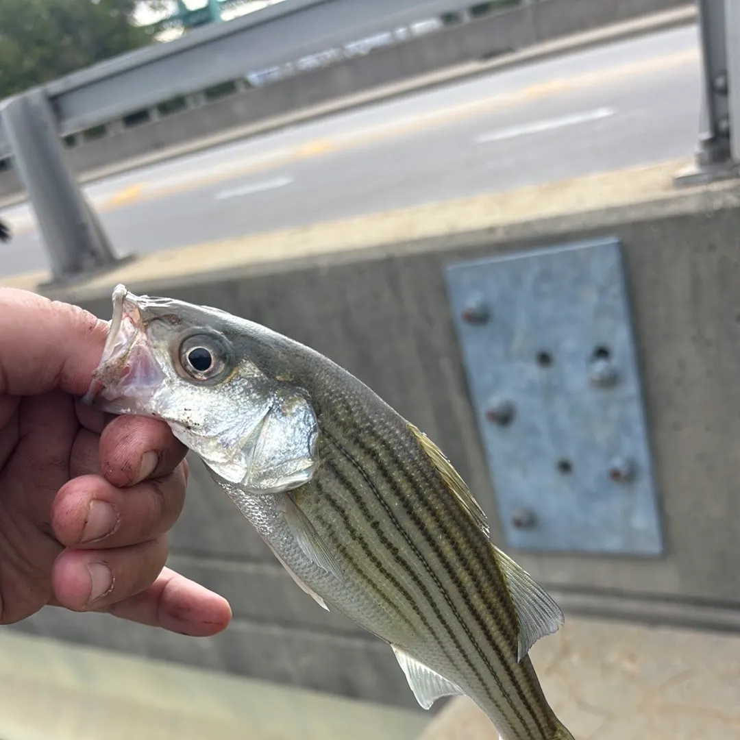 Striped bass caught on Fishbrain
