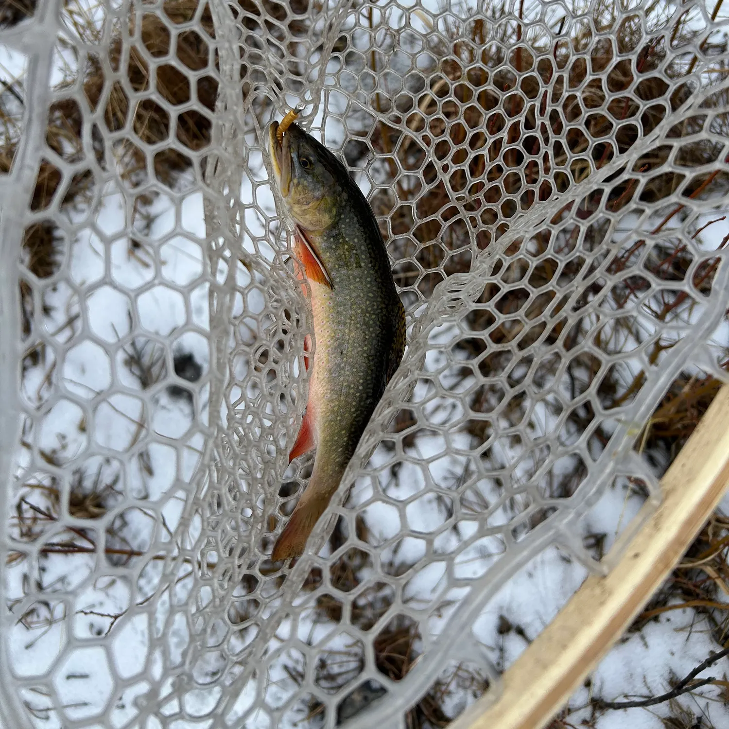 The most recent Brook trout catches on Fishbrain
