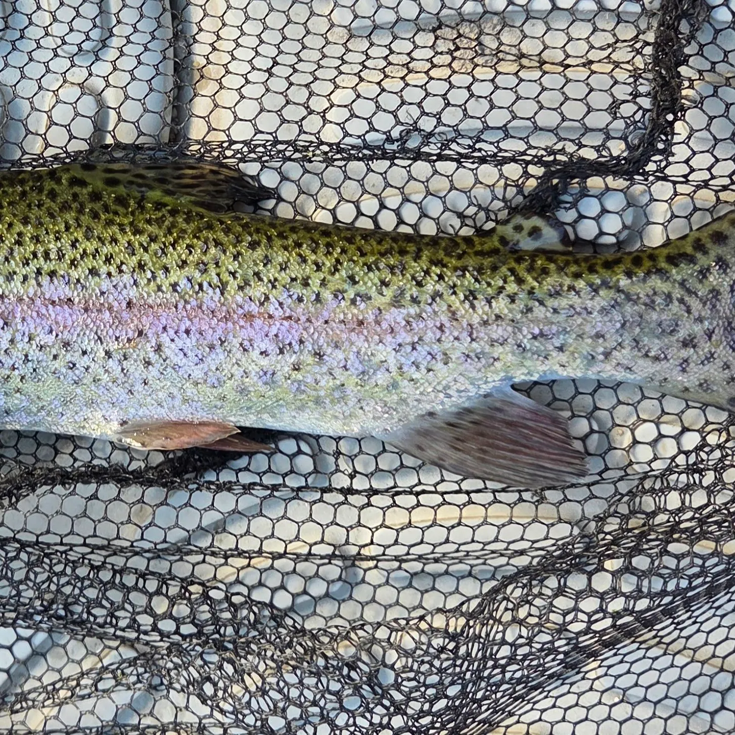 Rainbow trout caught on Fishbrain