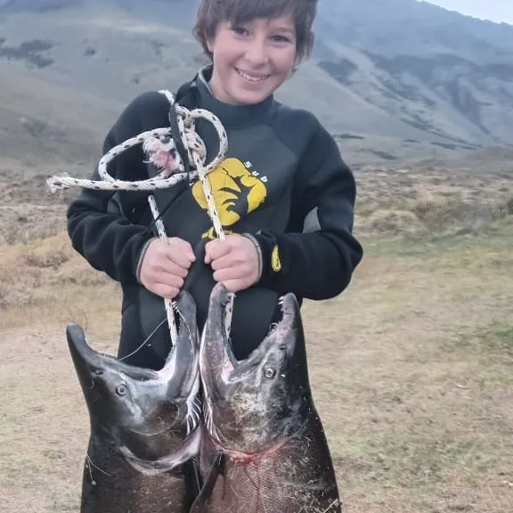 The most recent Chinook salmon catches on Fishbrain