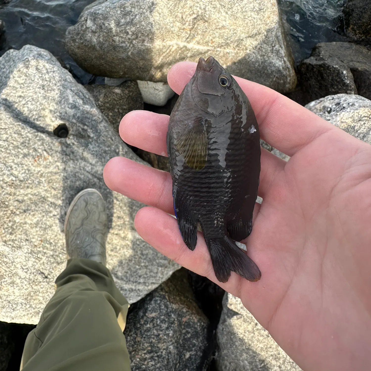 The most popular recent Dusky damselfish catch on Fishbrain