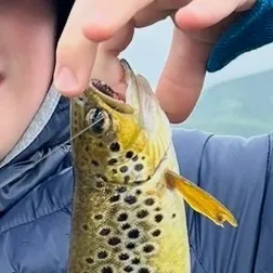 The most recent Gulf kingcroaker catches on Fishbrain