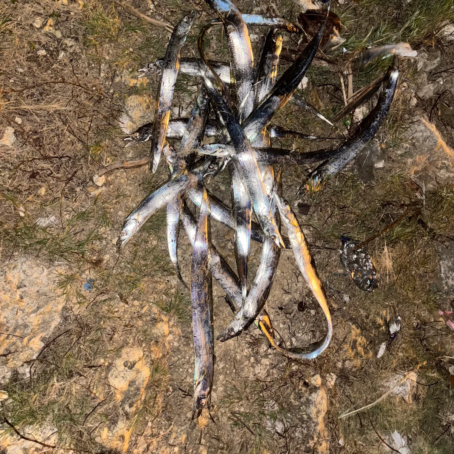 The most recent Silver scabbardfish catches on Fishbrain