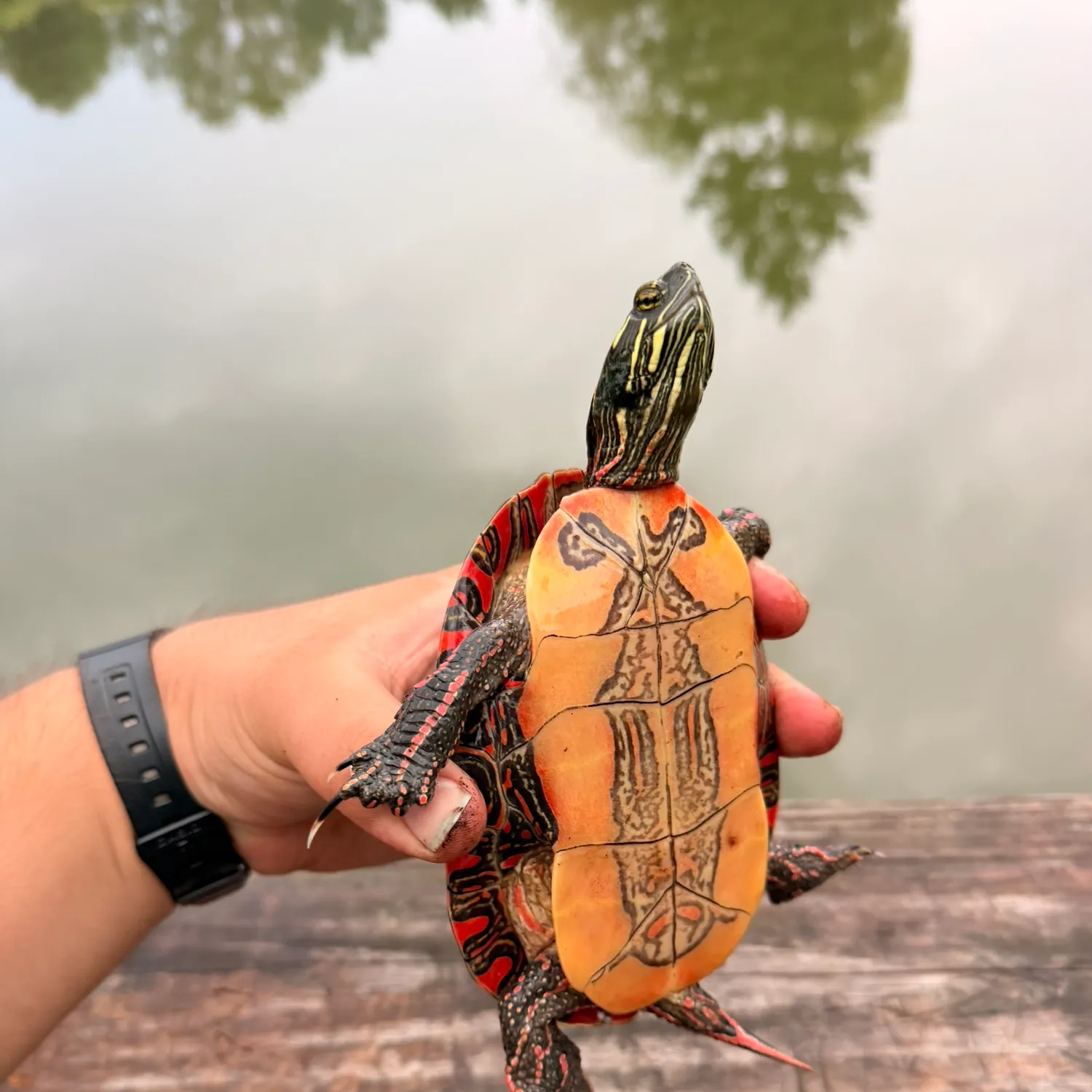 Painted turtle caught on Fishbrain