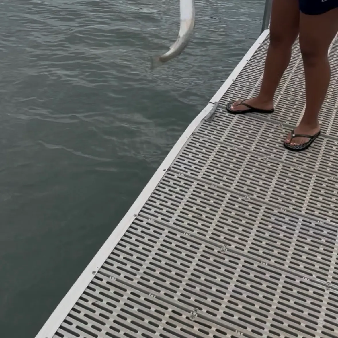 Rainbow trout caught on Fishbrain