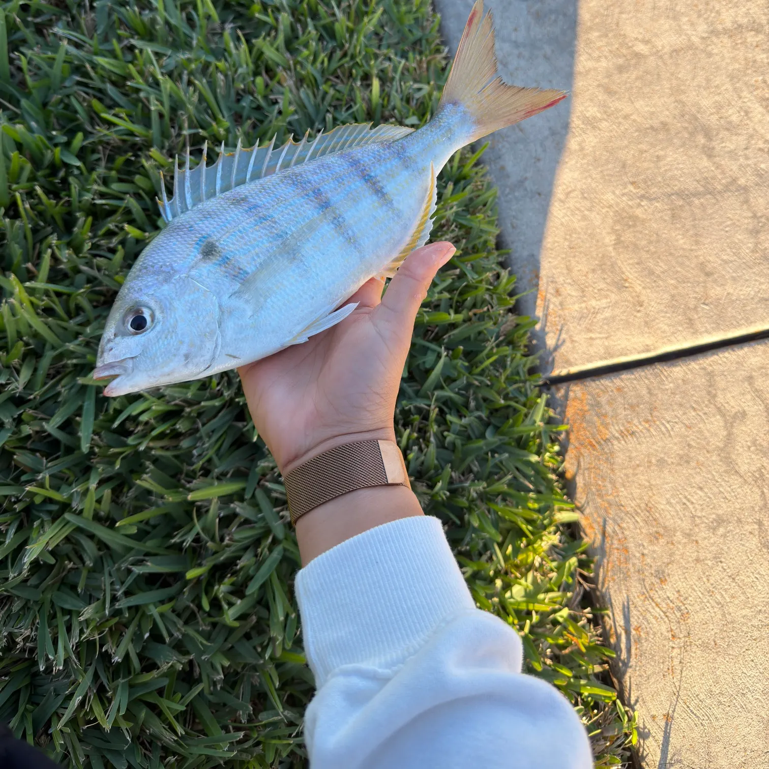 recently logged catches