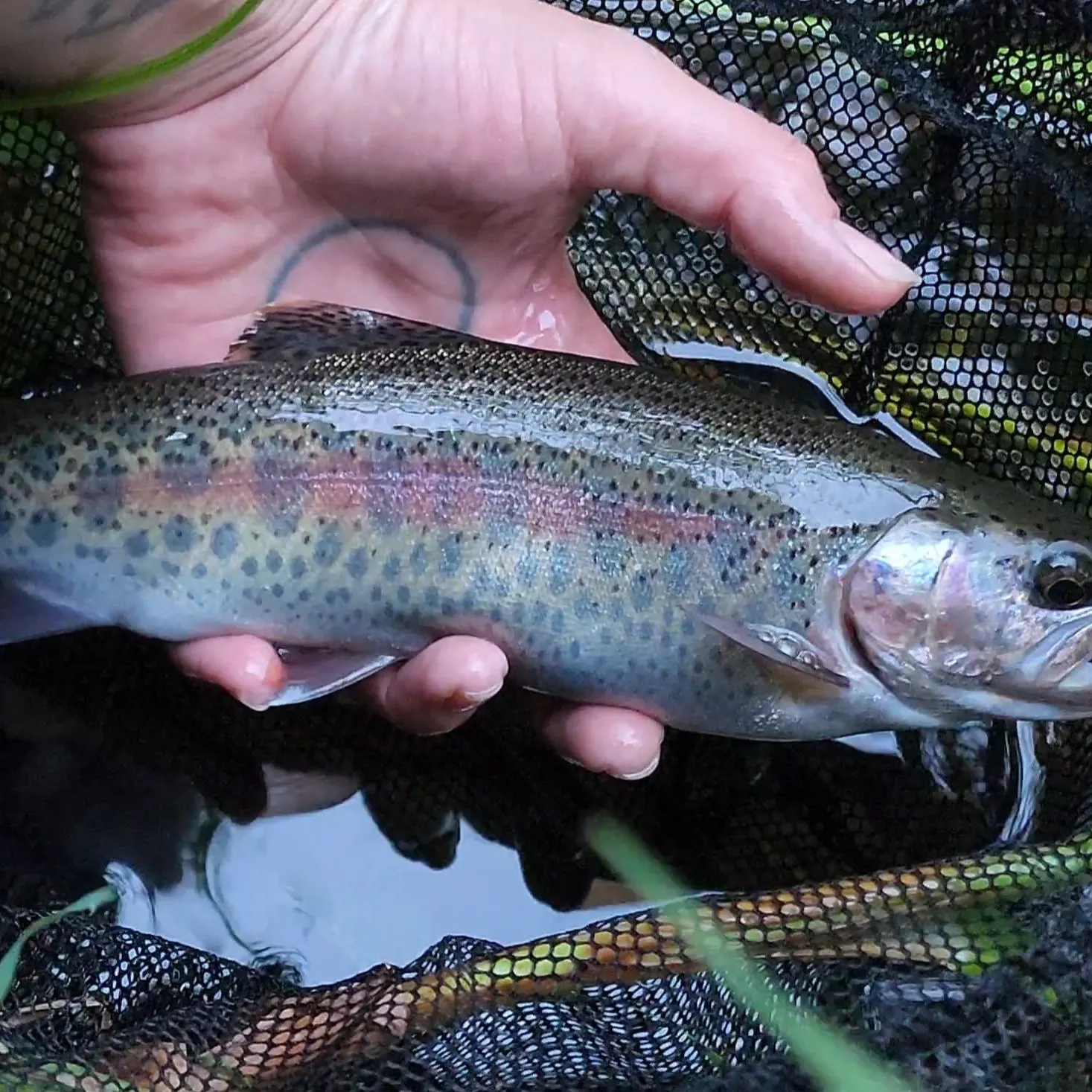 The most recent Columbia river redband trout catches on Fishbrain