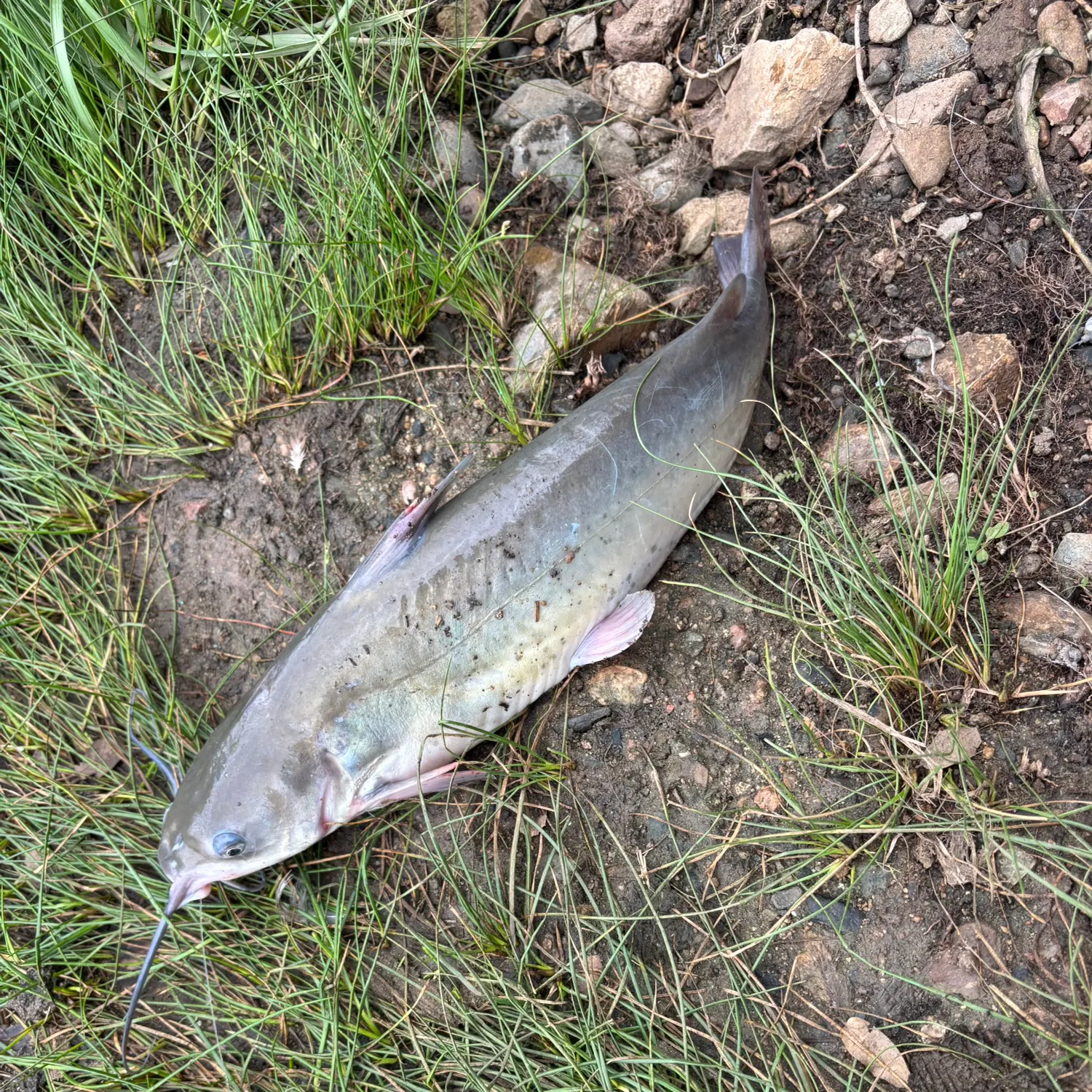 Channel catfish caught on Fishbrain