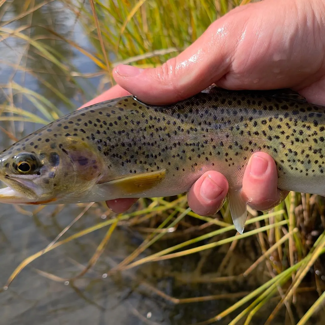 Cutbow caught on Fishbrain