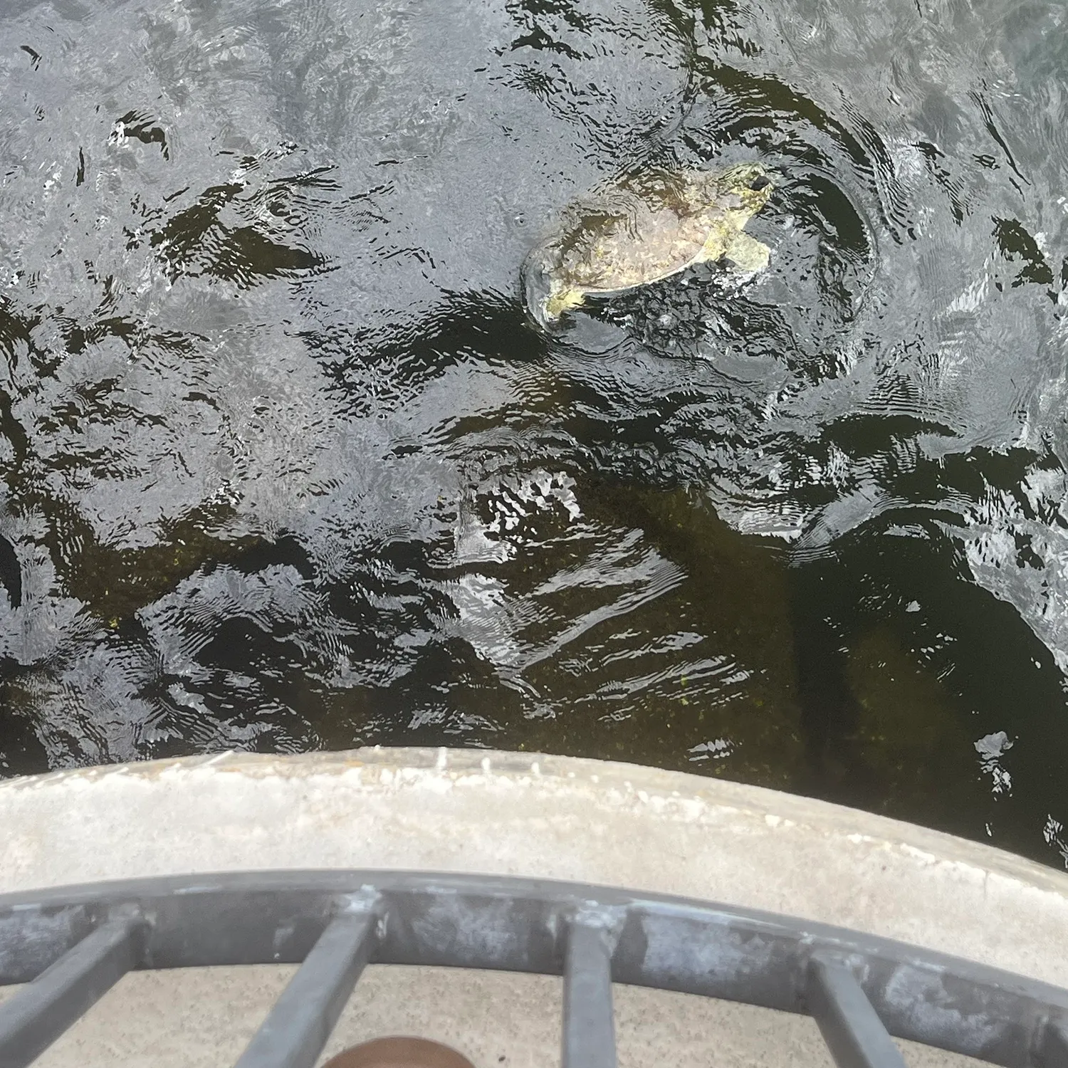 Fish caught on Fishbrain